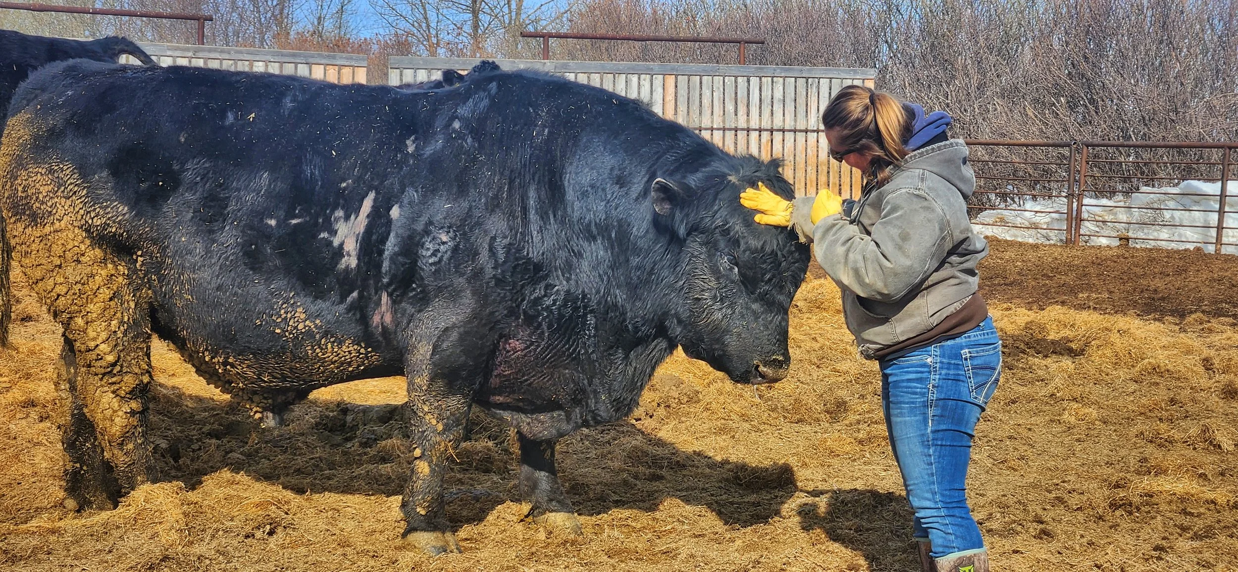 A woman wearing yellow gloves, sunglasses, a gray jacket, and blue jeans is petting a large, muddy black cow in an outdoor farm enclosure with a wooden fence and trees in the background.