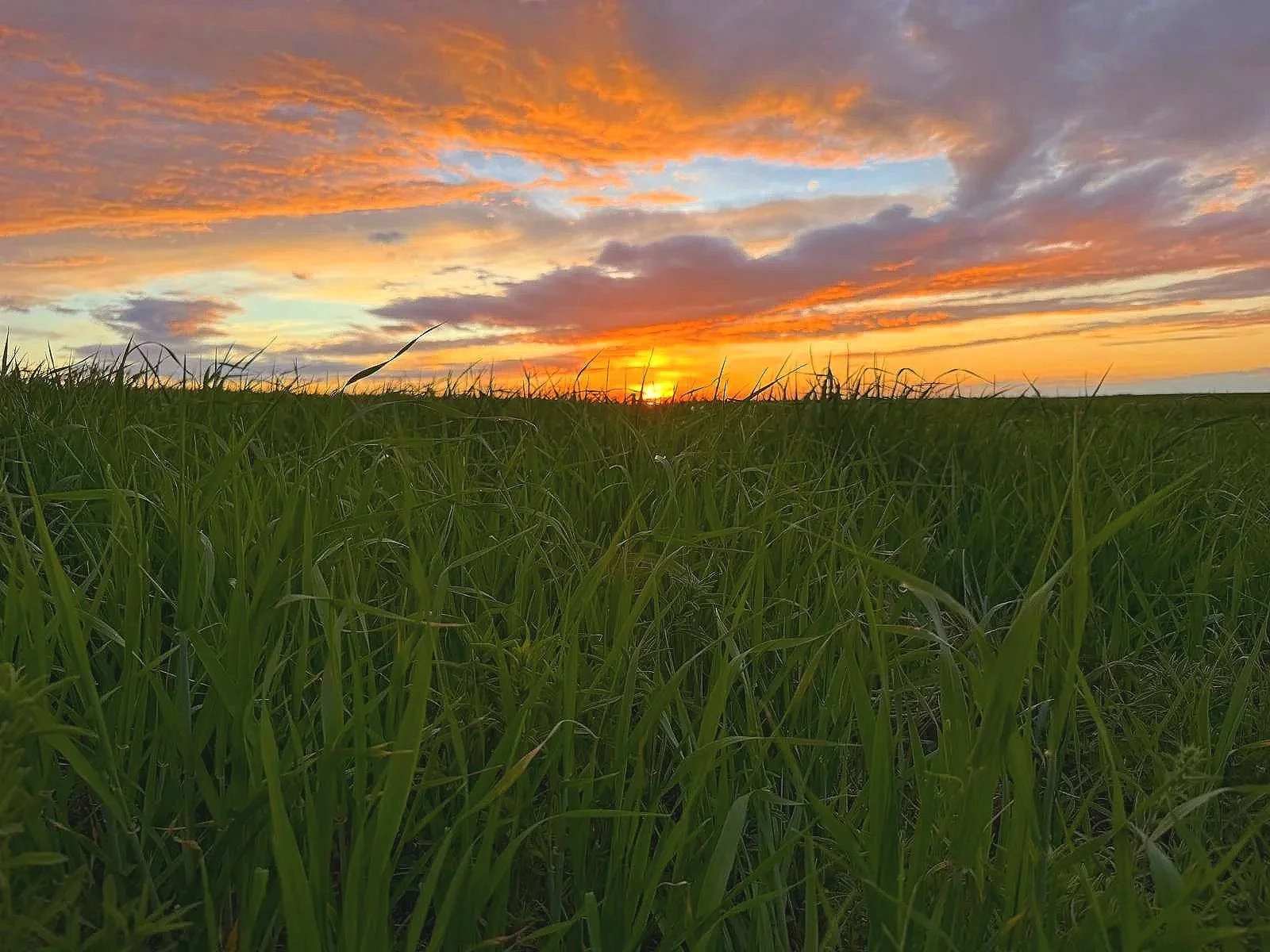 Barley