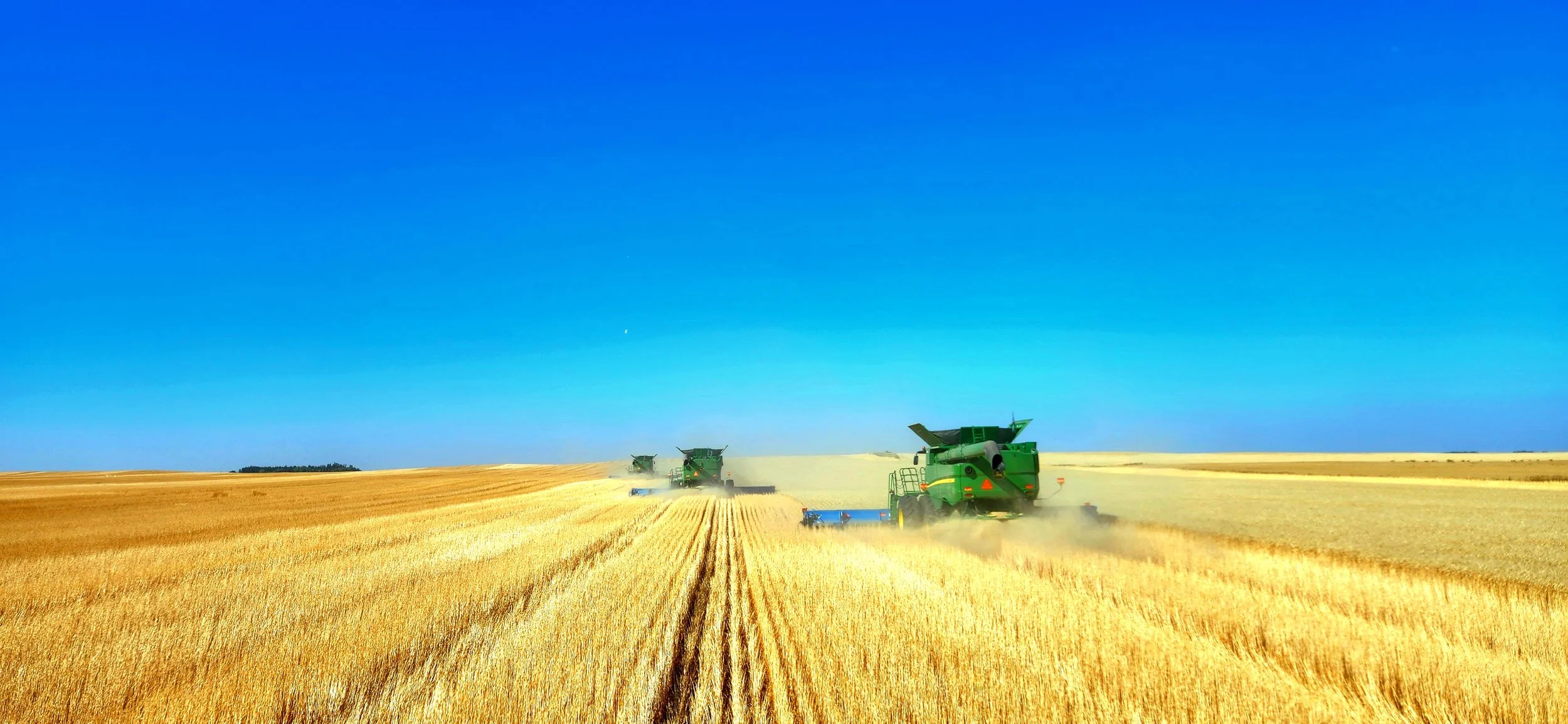 Durum Wheat