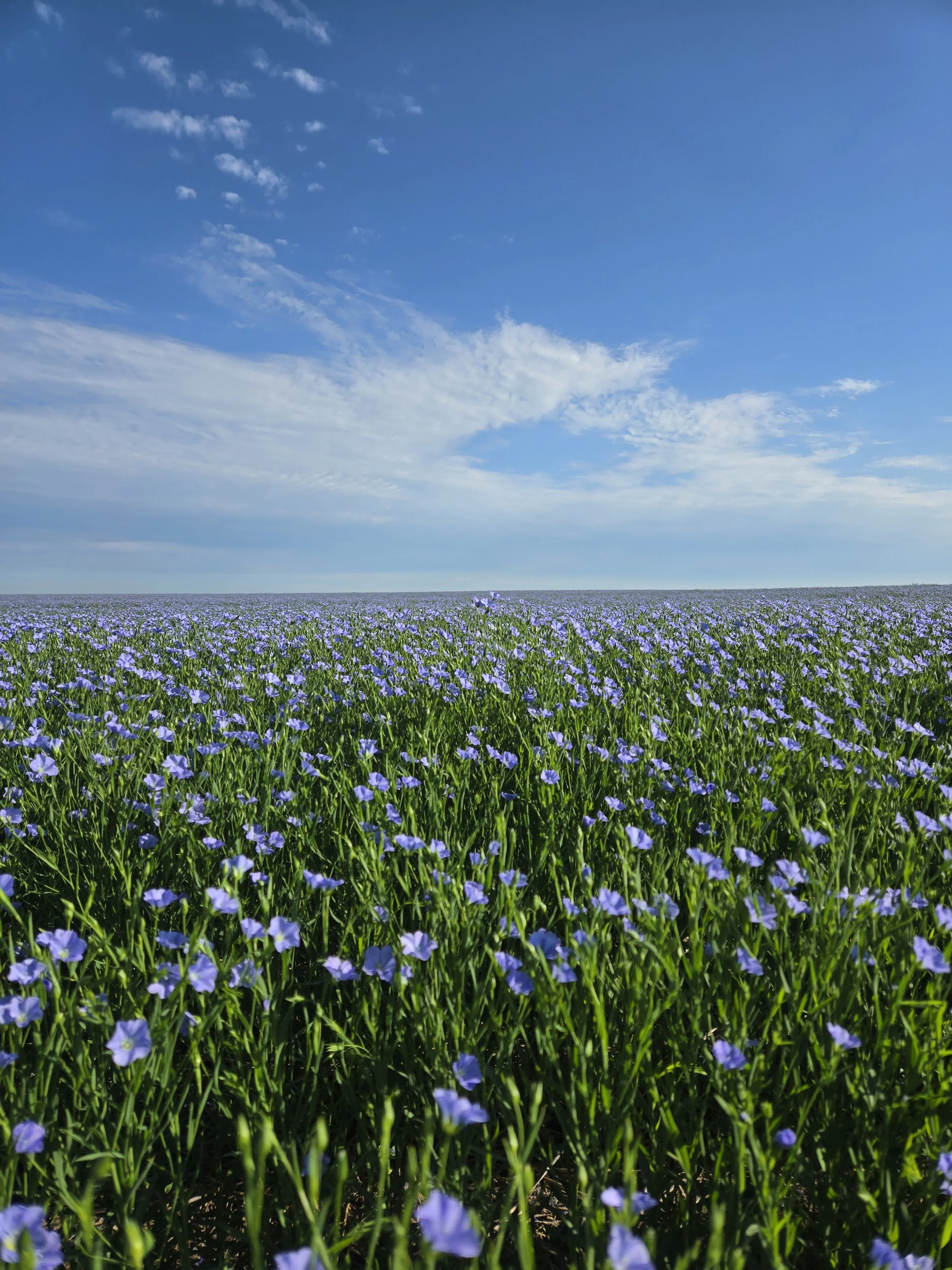 Flax