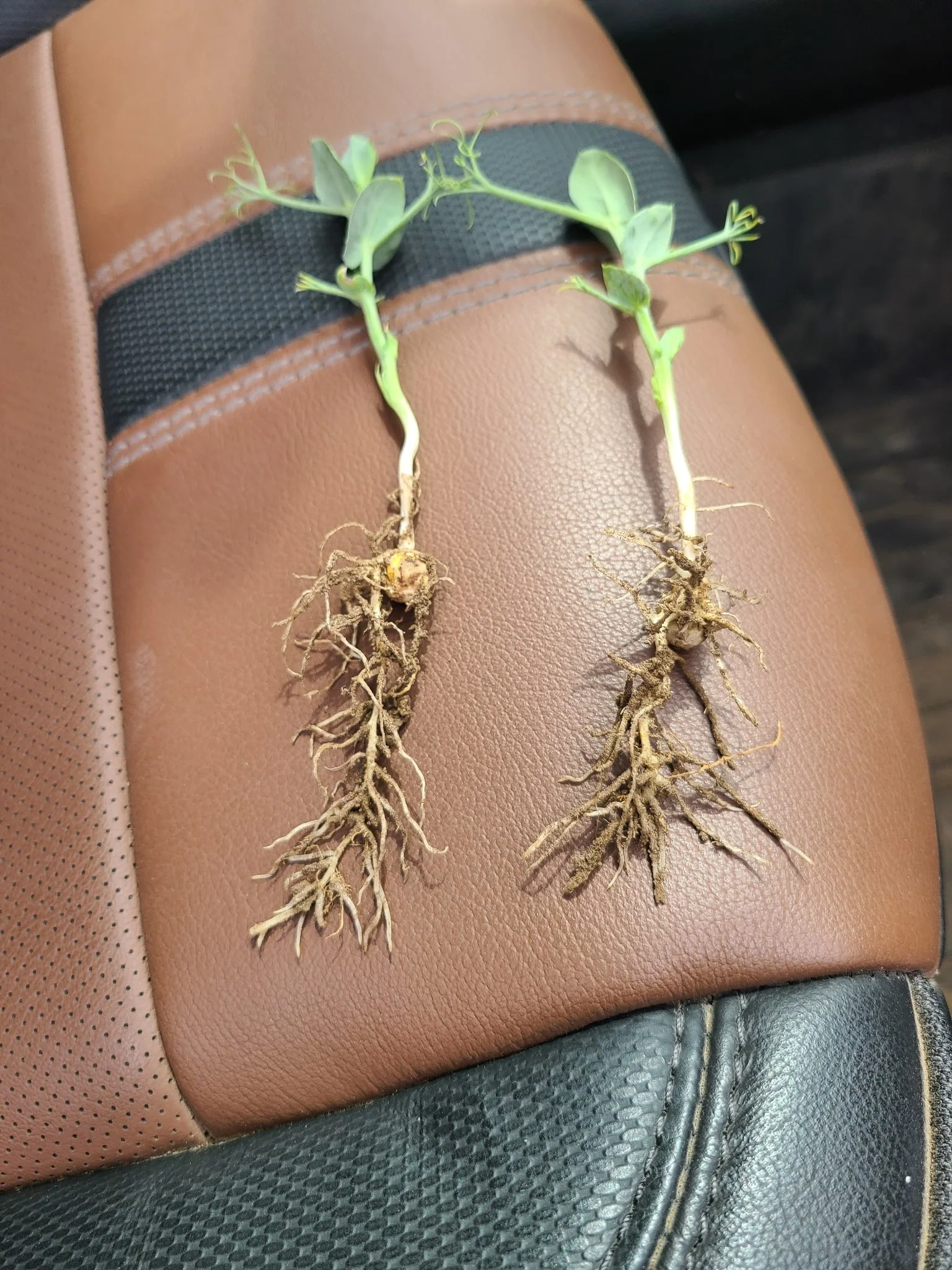 Two small plants with roots, no soil, laid on brown and black textured surfaces.