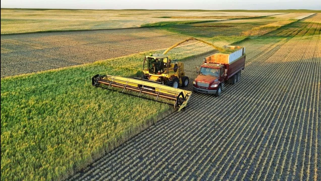 A tractor harvesting a green crop in a large farmland field, with a semi-truck collecting the harvested crops.