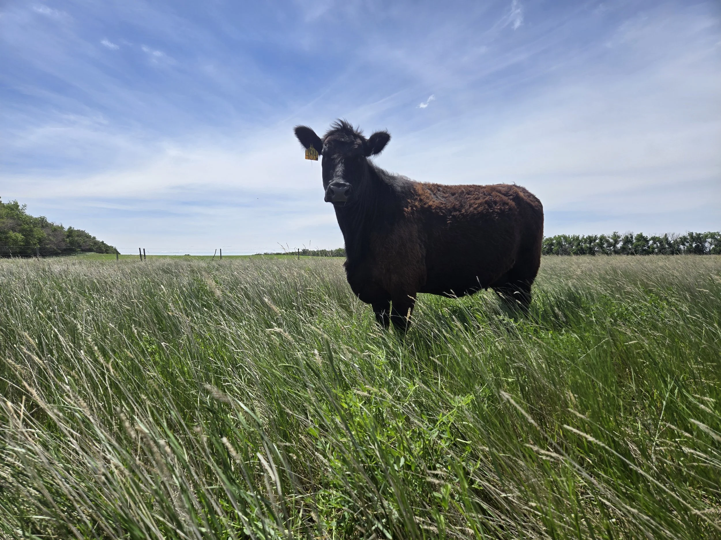 A cow standing in a grassy field under a blue sky with some clouds.