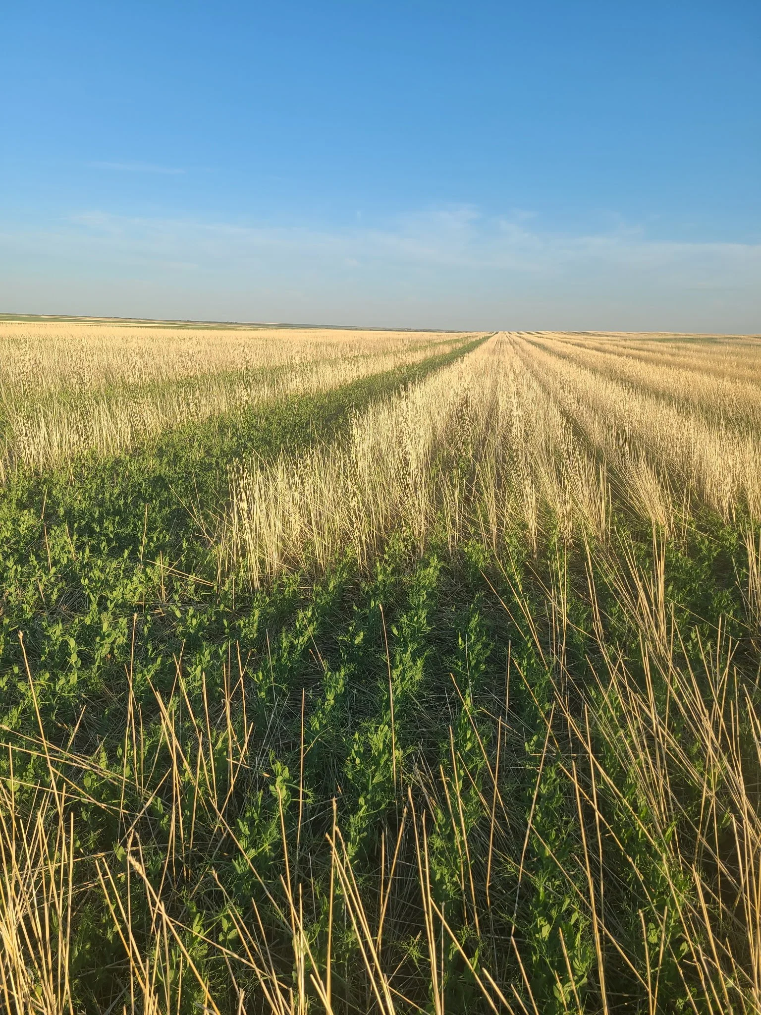 Open field with wheat and green plants under a blue sky.
