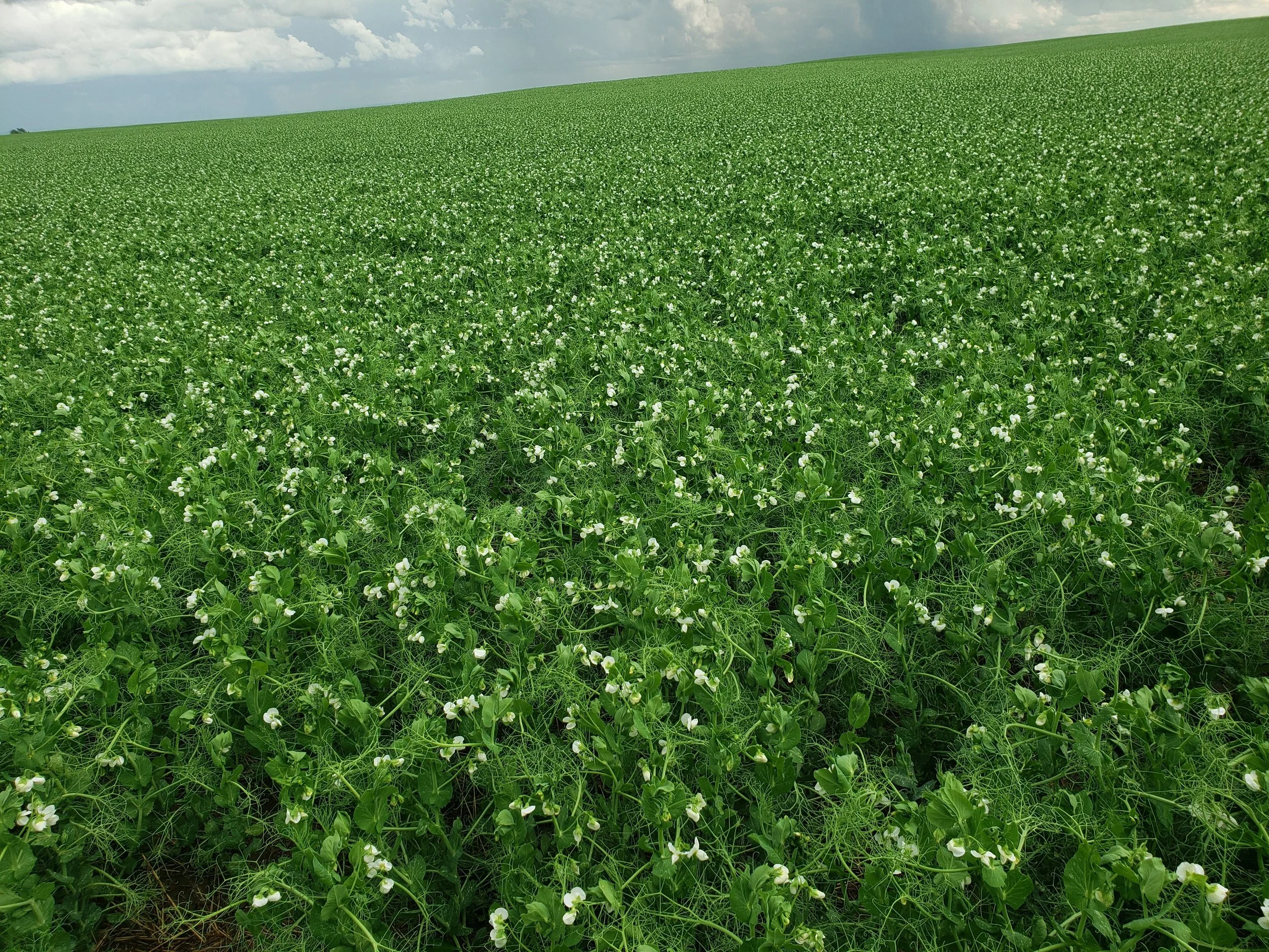 Peas