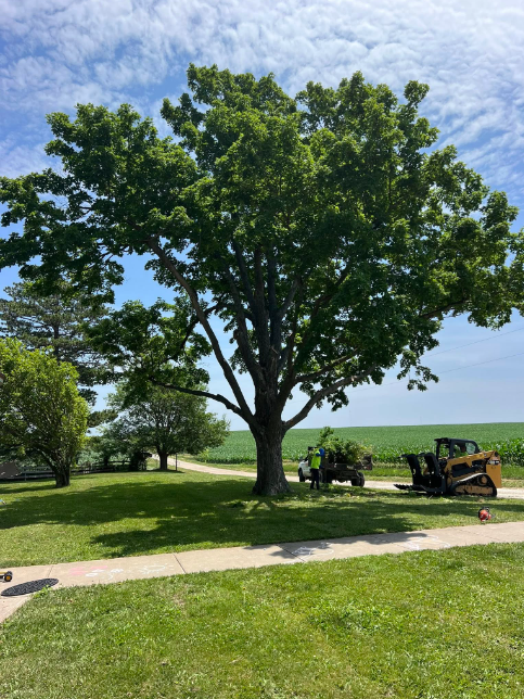 A large green tree with a thick trunk and sprawling branches in a grassy area. There's a sidewalk, two small utility vehicles, and two people near the vehicles. A distant field is visible in the background under a partly cloudy sky.