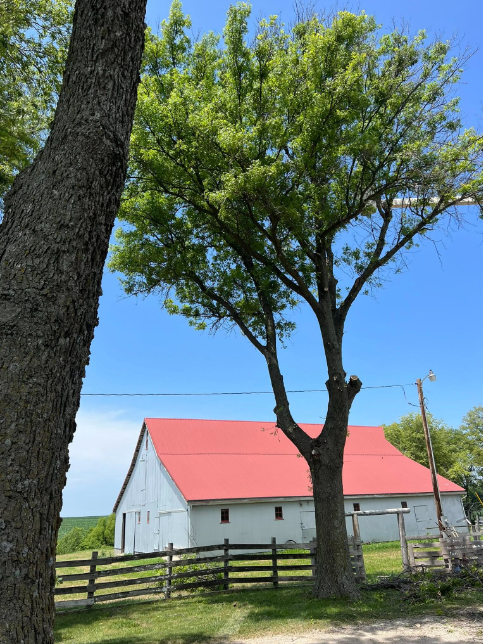 A large tree with green leaves standing in front of a white barn with a red roof, fenced yard, and a clear blue sky in the background.