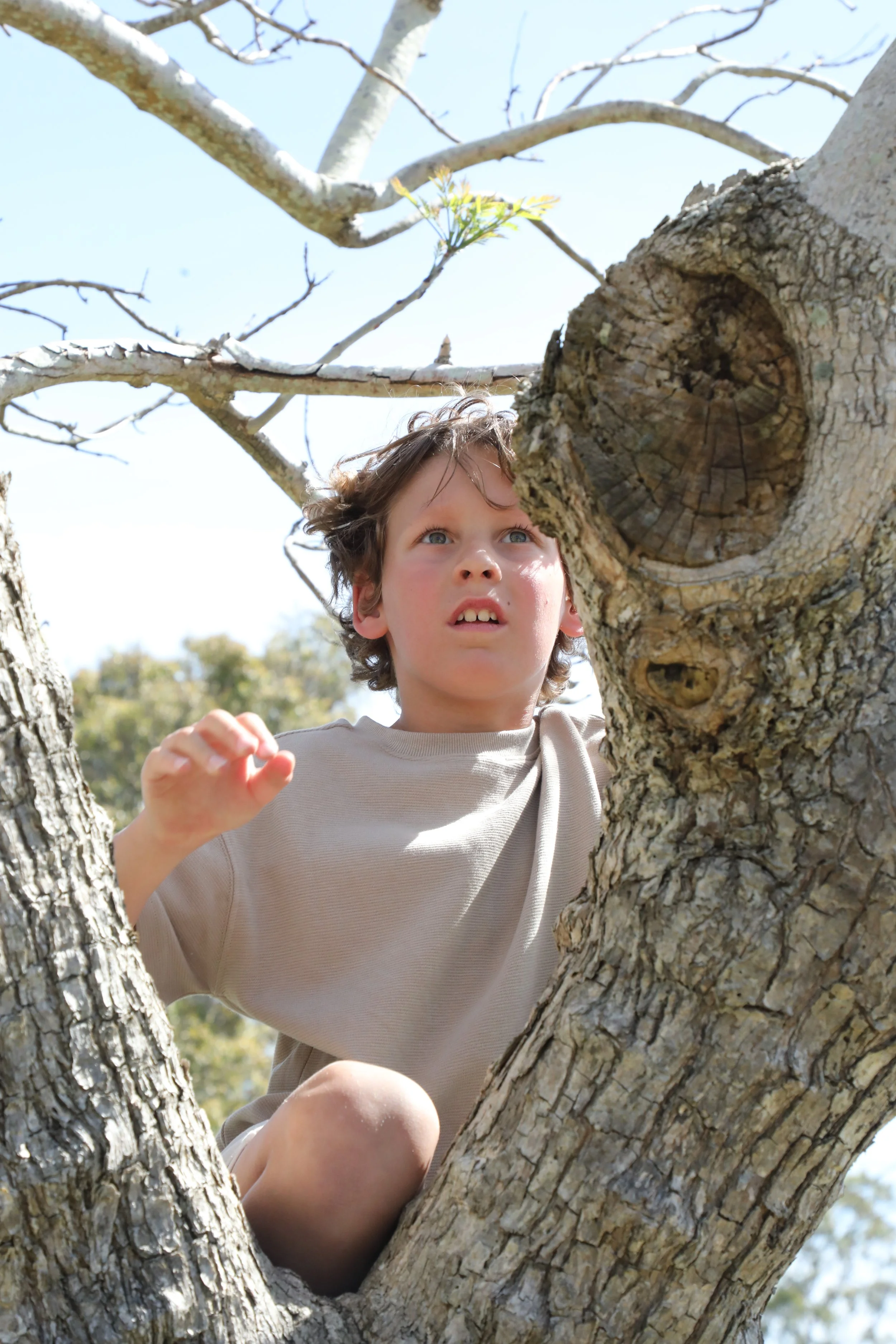 A young boy with curly brown hair and blue eyes sitting in a tree with rough bark, looking up at the sky or something above him. The tree has multiple branches and little green leaves starting to sprout. The background shows a clear blue sky and some distant trees.