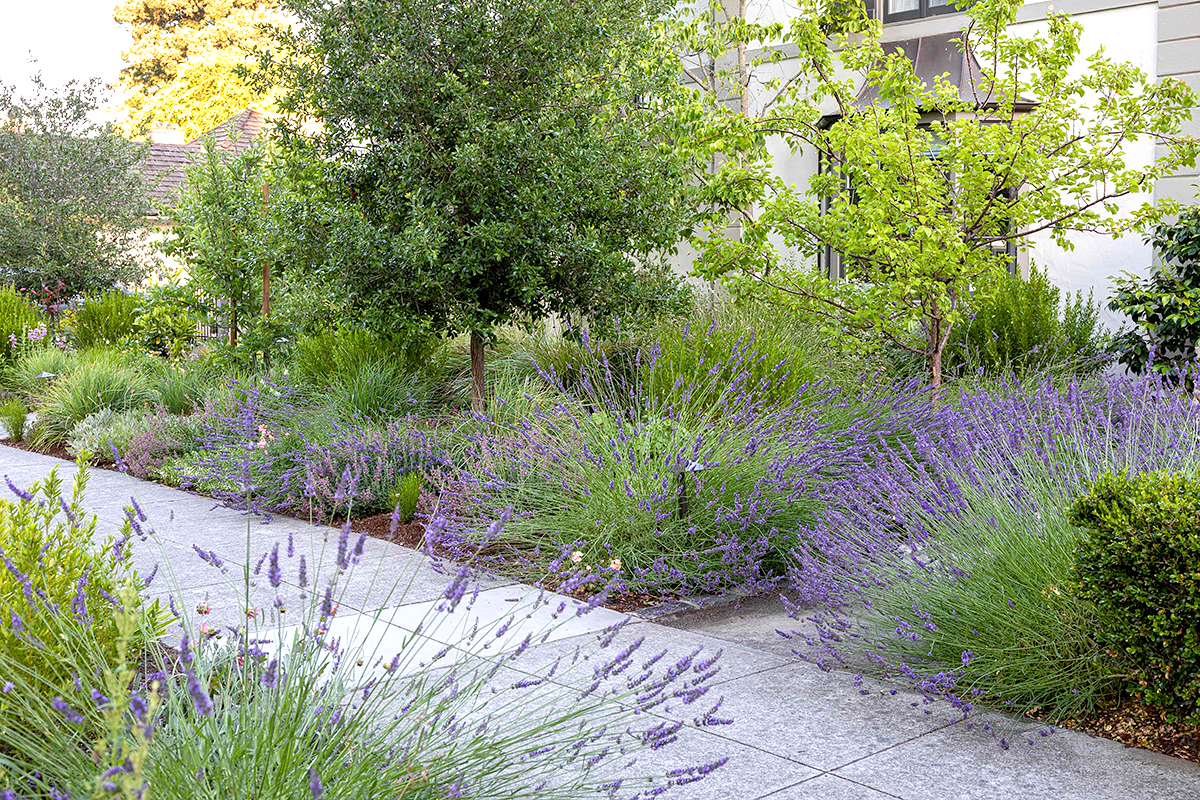 Lavender-Walkway.png