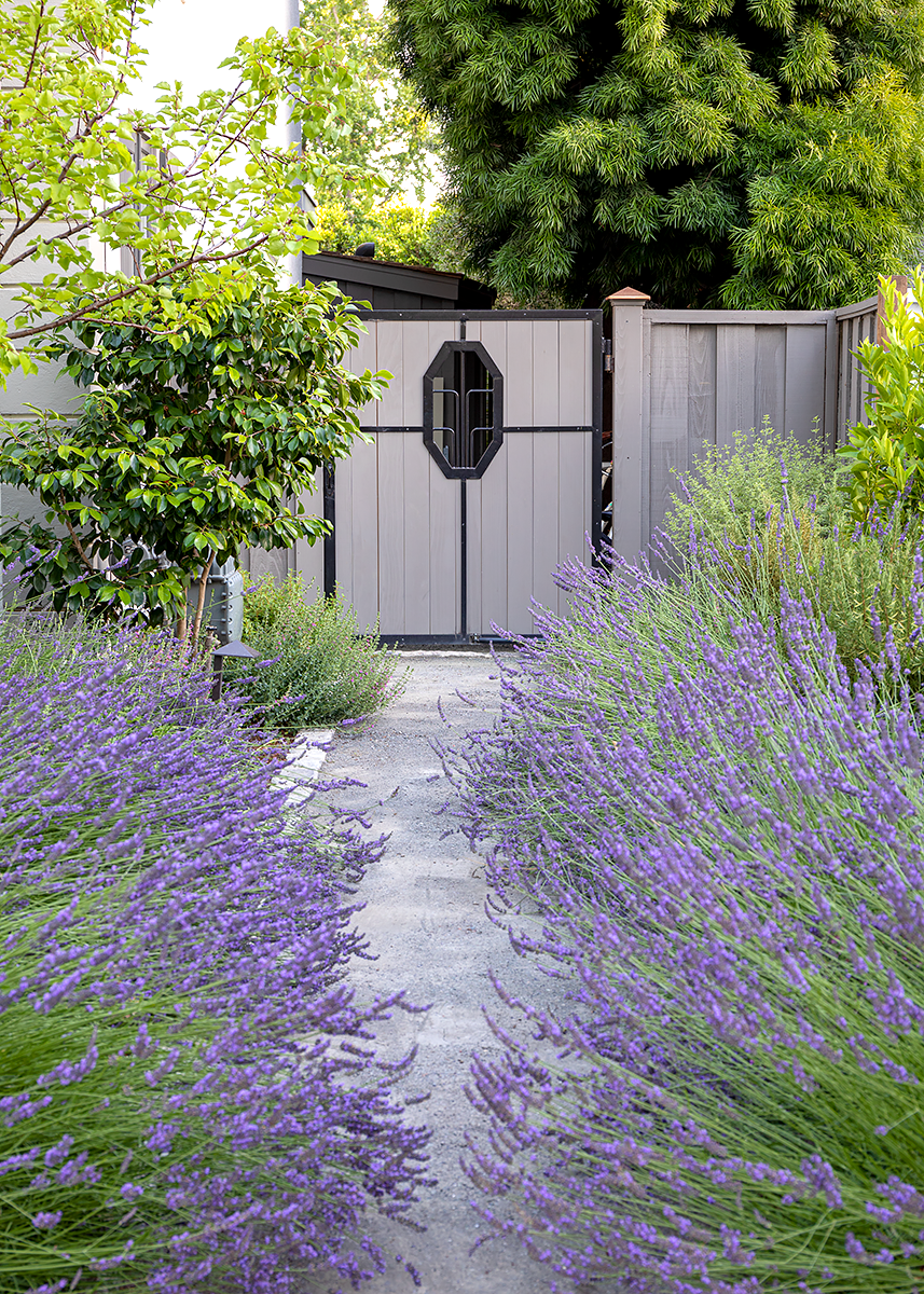 Gate-with-Lavendar.png