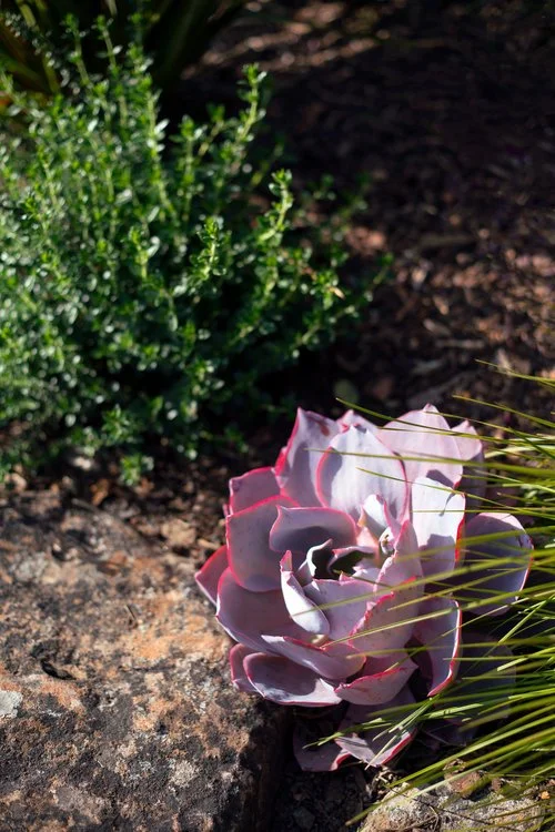 Front_garden_detail_4_-1.jpg