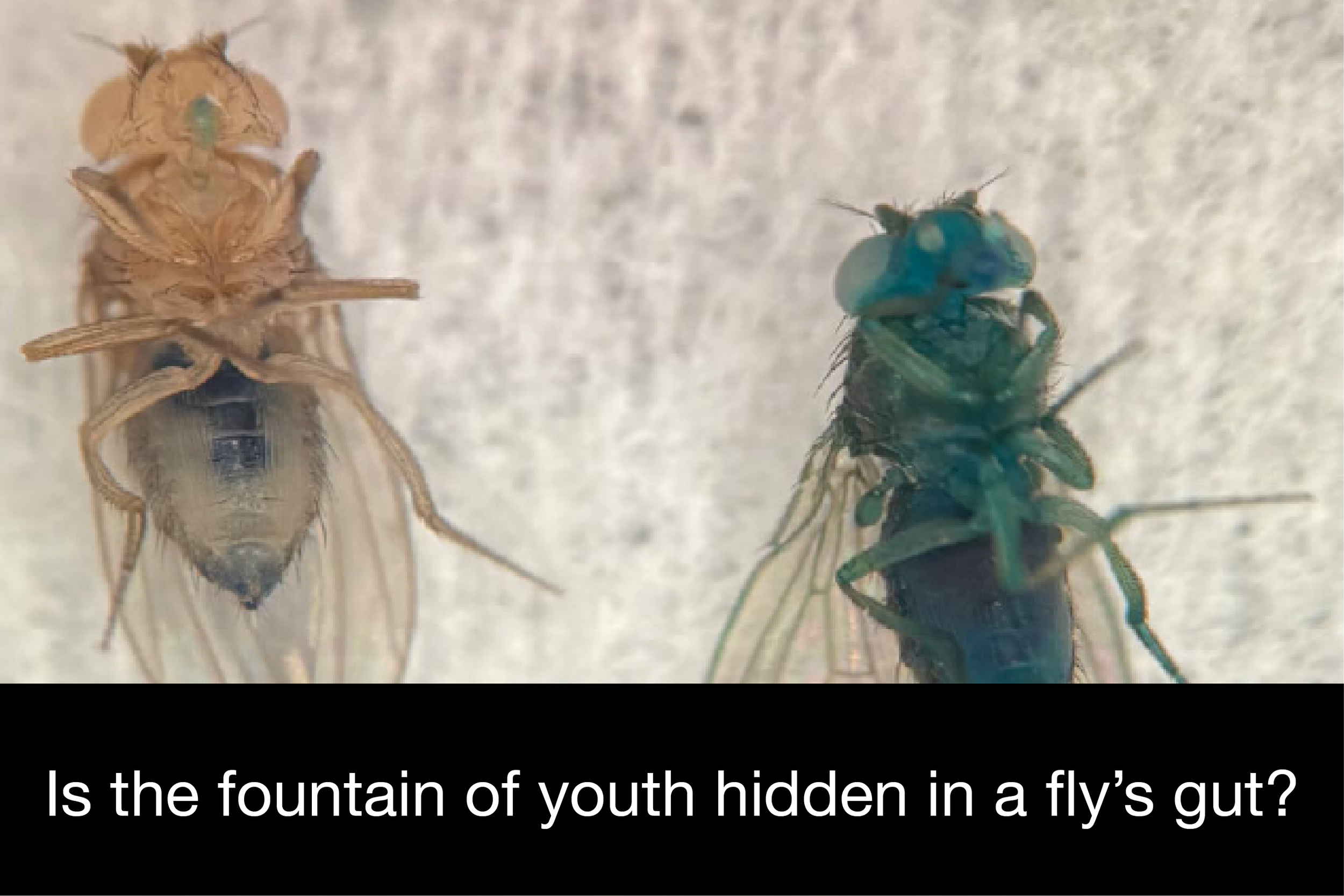 flygut.png