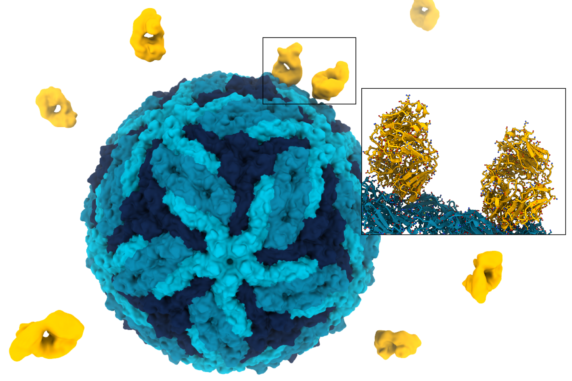 The broadly neutralizing antibody F25.S02 (yellow) binds to envelope proteins on the surface of Zika virus (blue). Structural studies revealed that the antibody bridges neighboring envelope proteins, locking them together and preventing the rearrange
