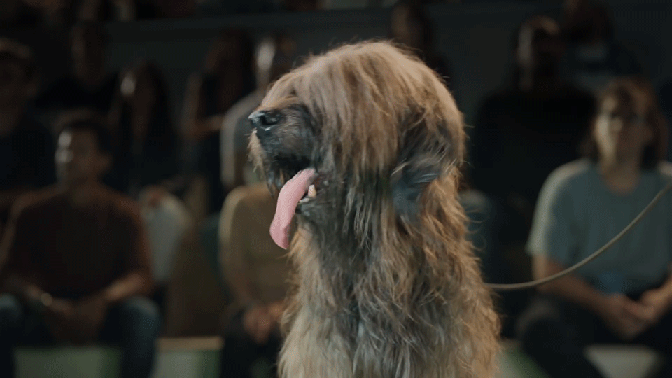 crufts.gif