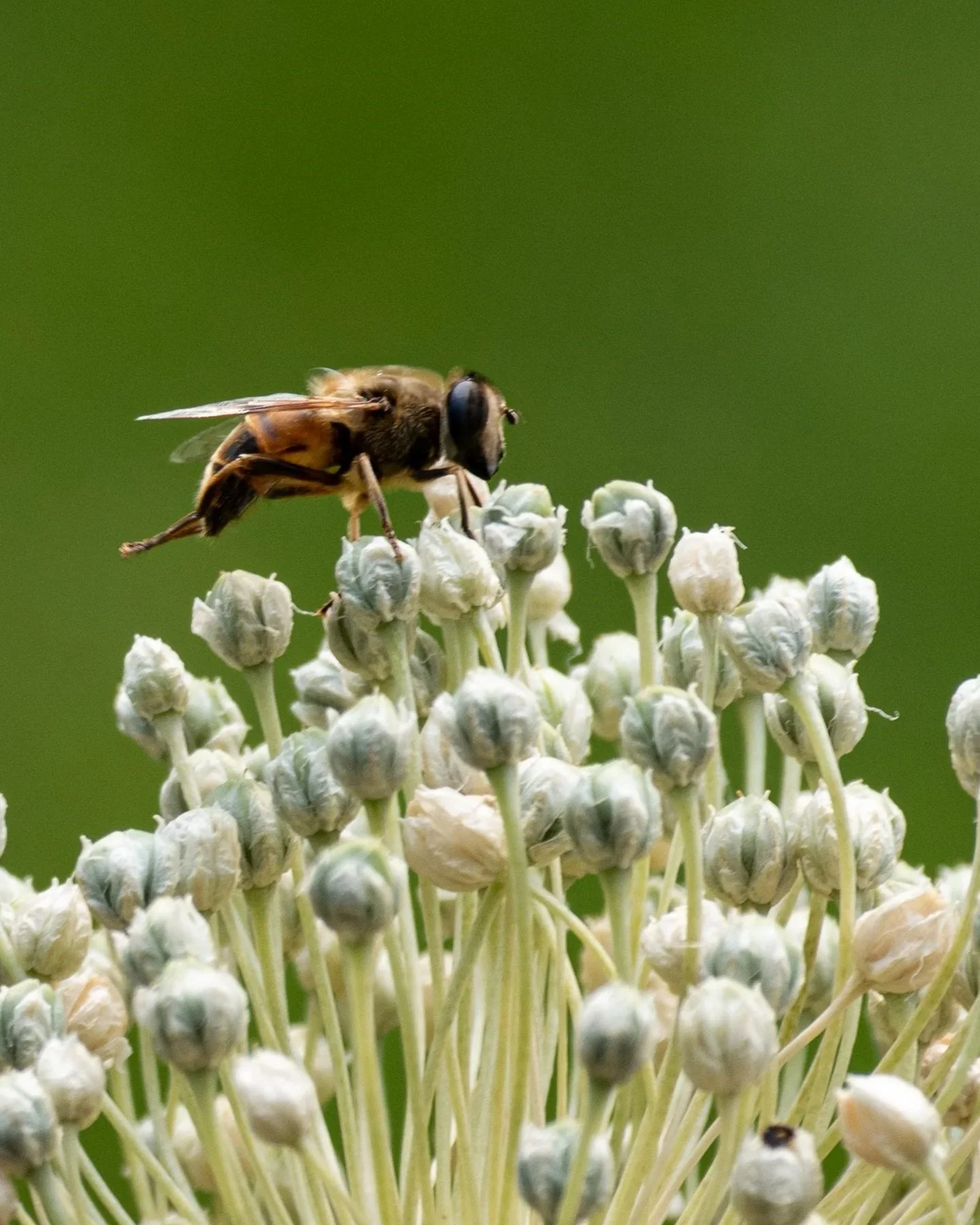 Close-up of a honey bee on a cluster of white flowers with a blurred green background.