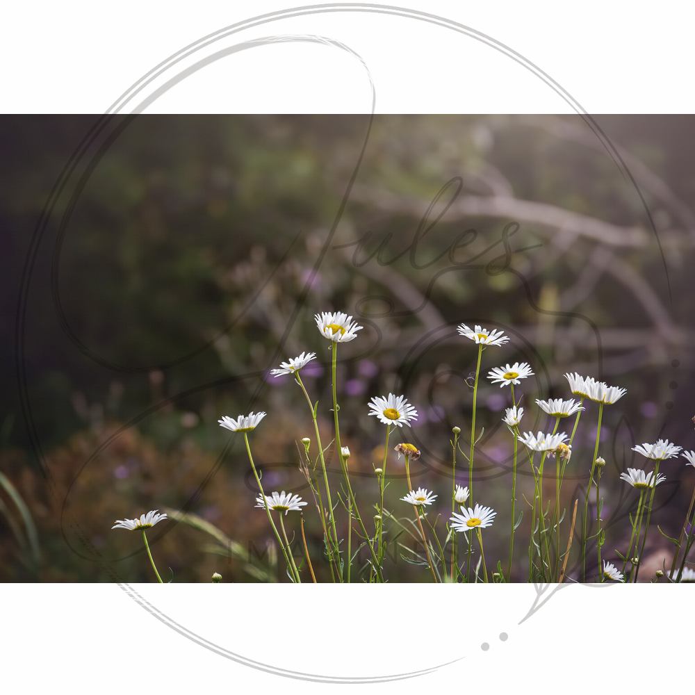 JIWW005.png