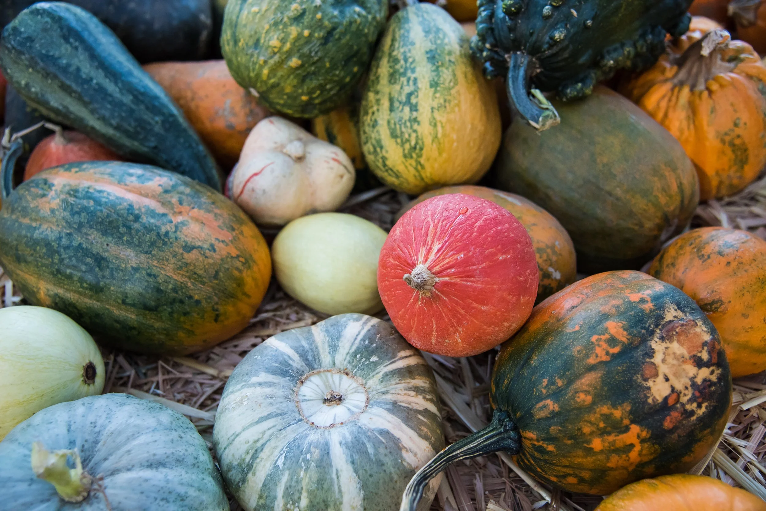 Pumpkins of Yucaipa
