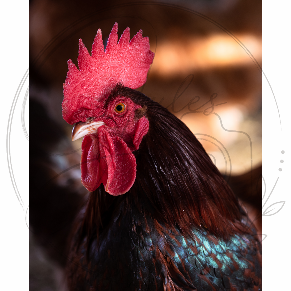 WLJIWM001.png