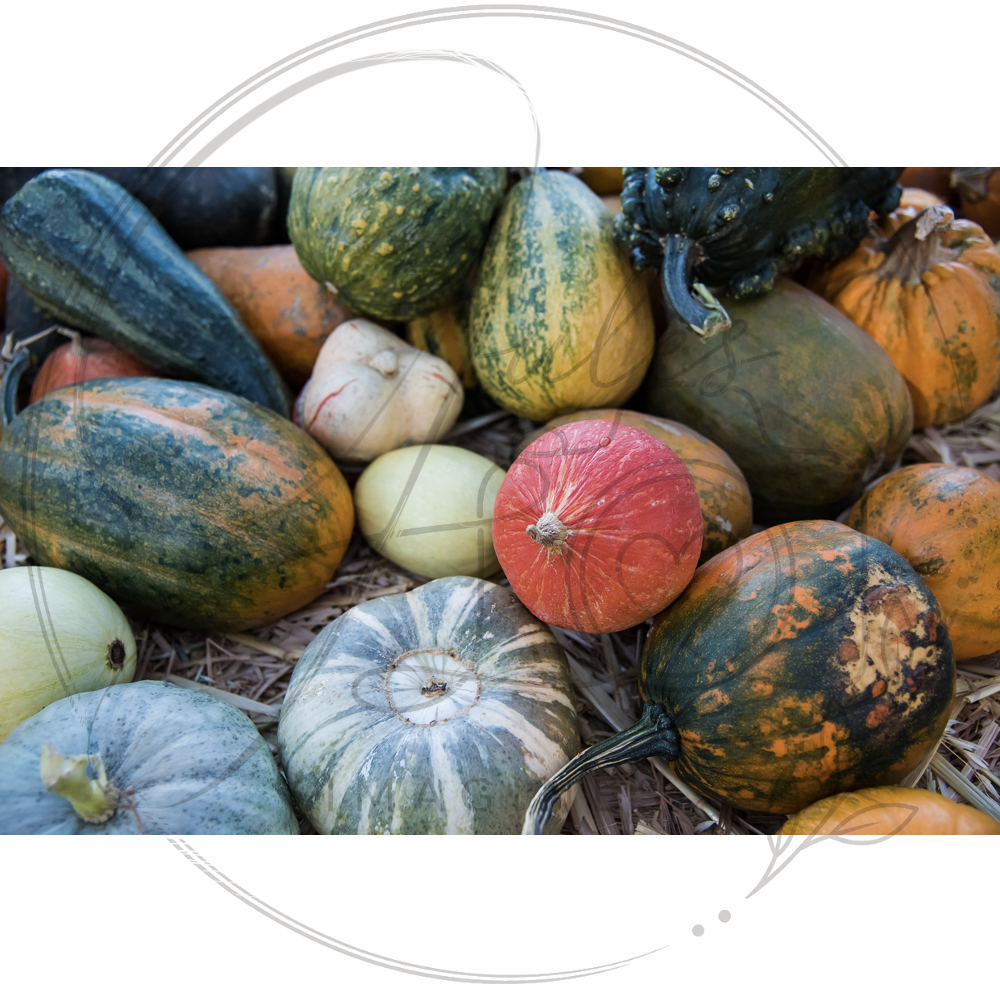 Pumpkins of Yucaipa
