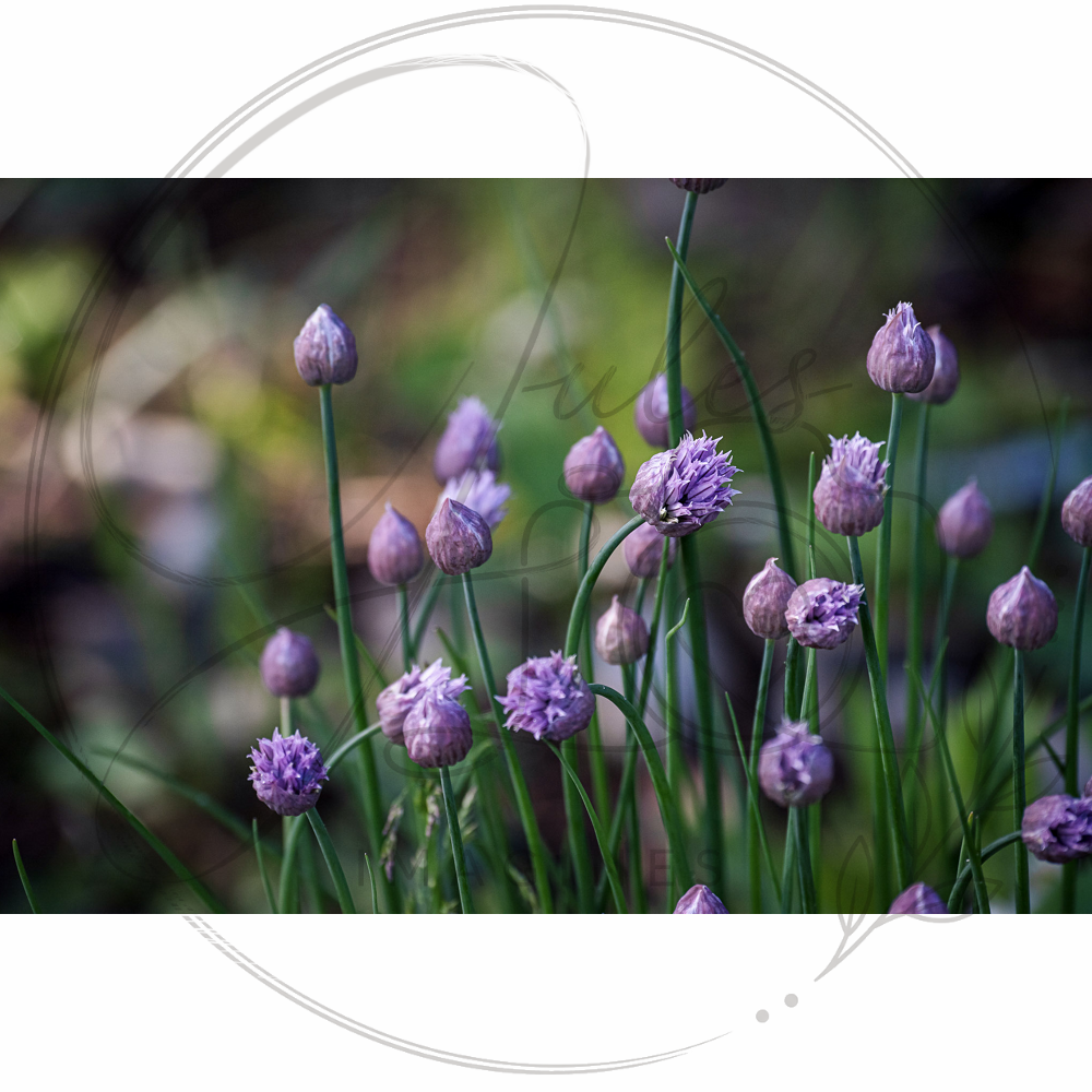 Dancing Chives
