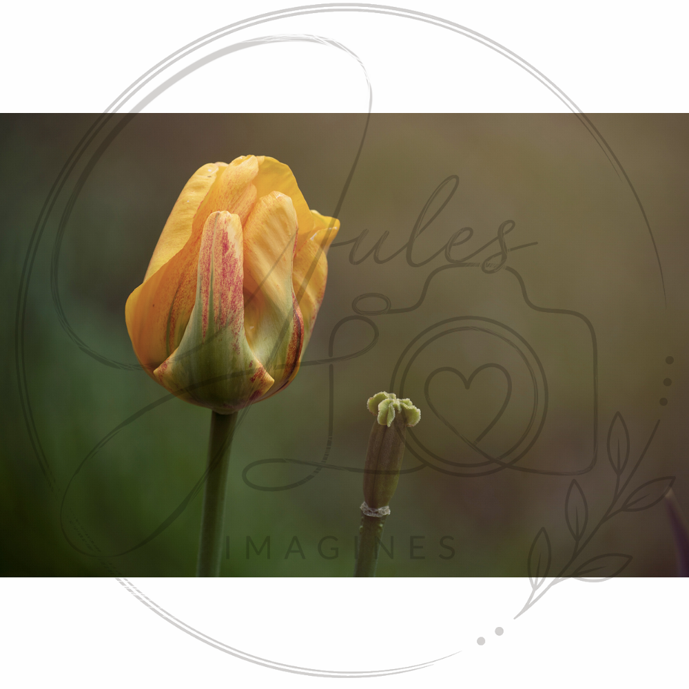 JIWW033 2020 Spring.png
