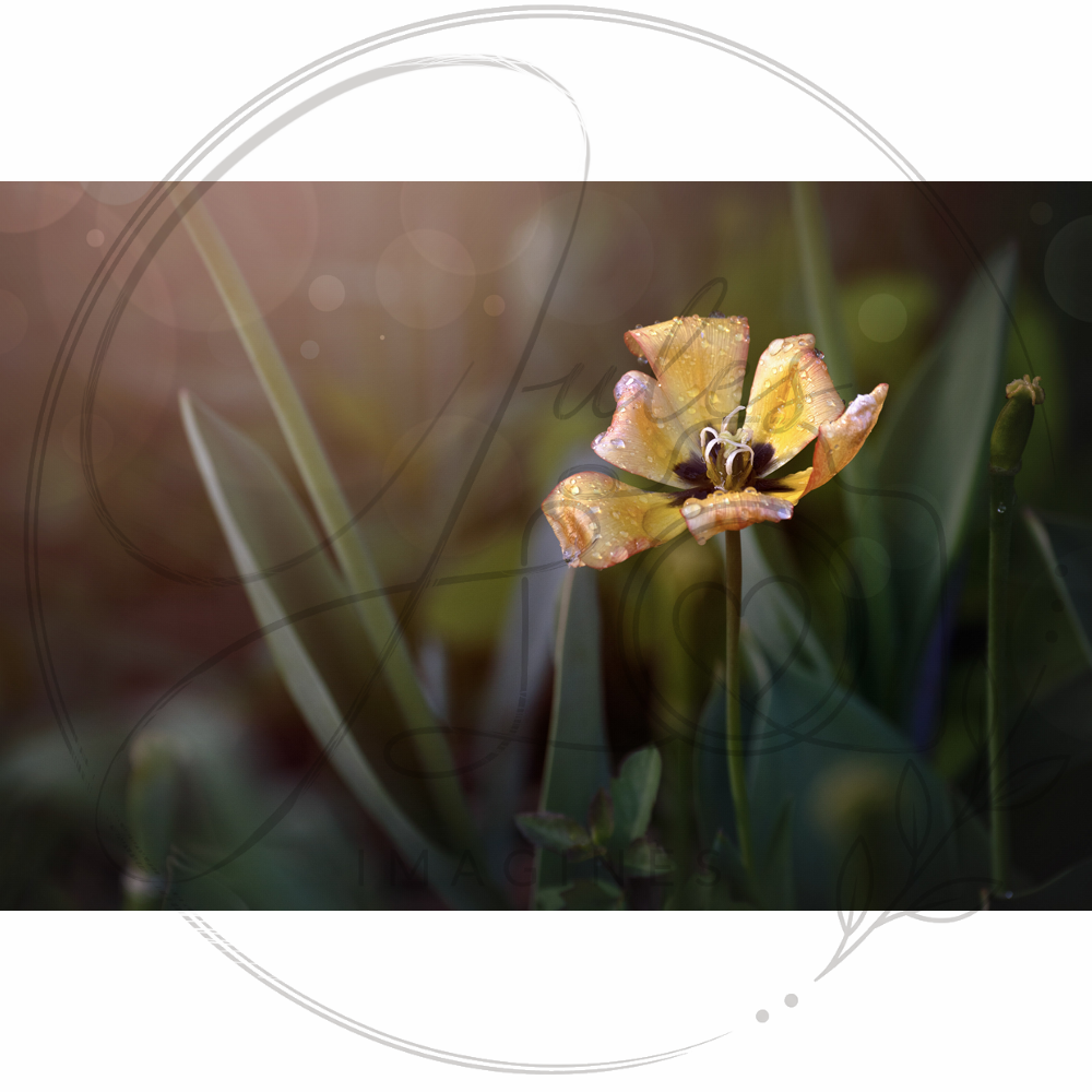 JIWW034 2020 Spring.png
