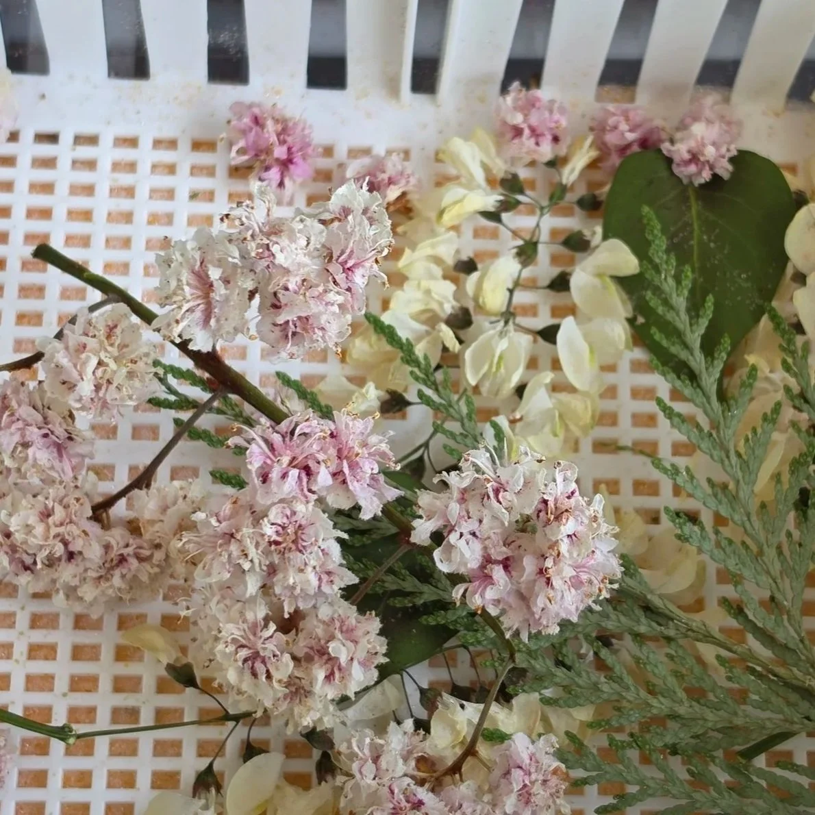 Various dried flowers and leaves arranged on a perforated white surface.