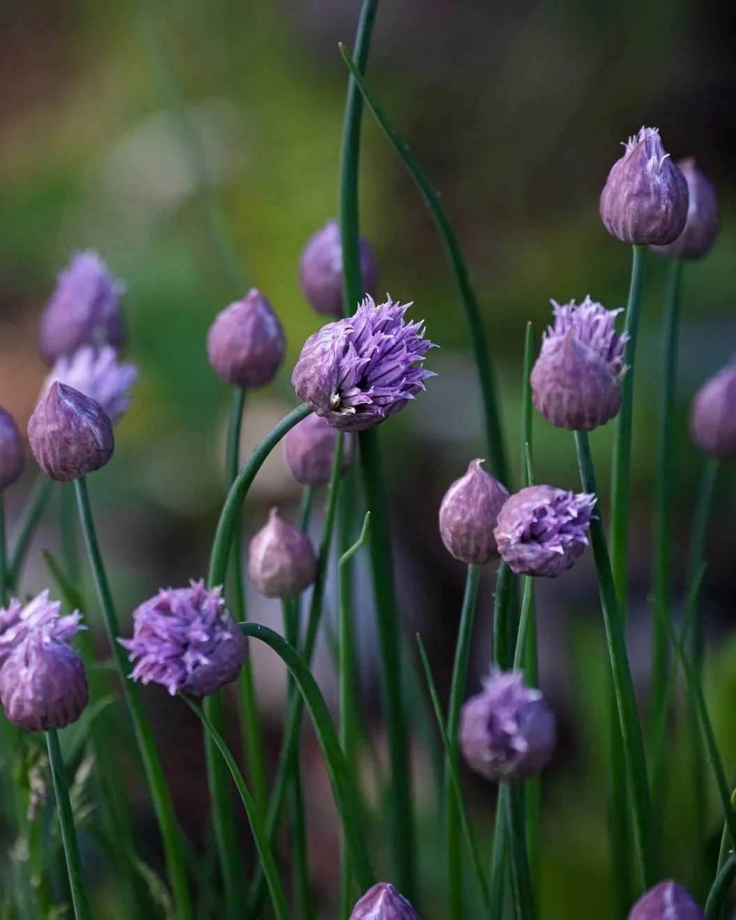 Close-up of purple chive flowers in bloom with stems and unopened buds in background.