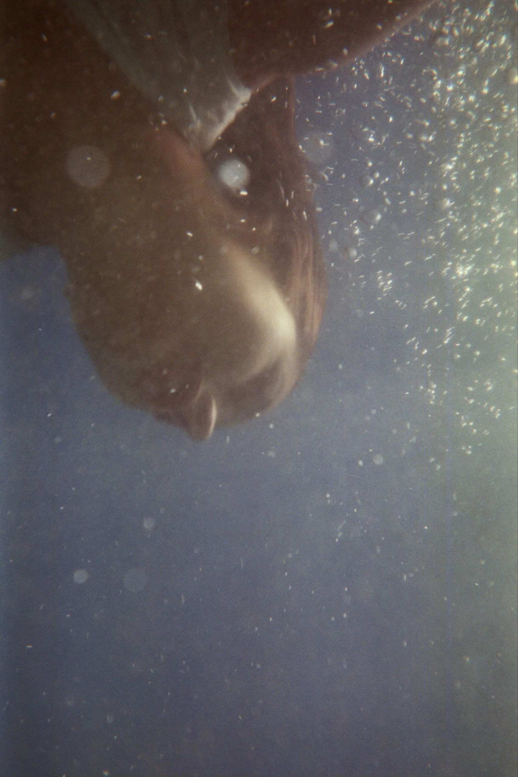 Immagine di un oggetto sconosciuto immerso in un liquido, con molte bolle d'aria o tracce di schiuma attorno.
