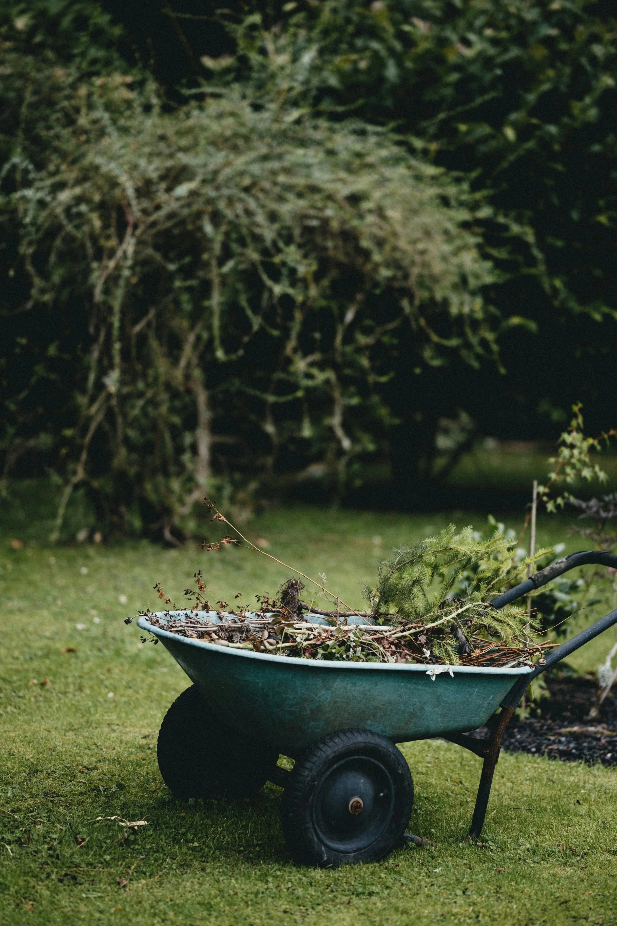 A wheelbarrow filled with yard debris including branches, leaves, and pine needles, on a grassy lawn with trees in the background at night.