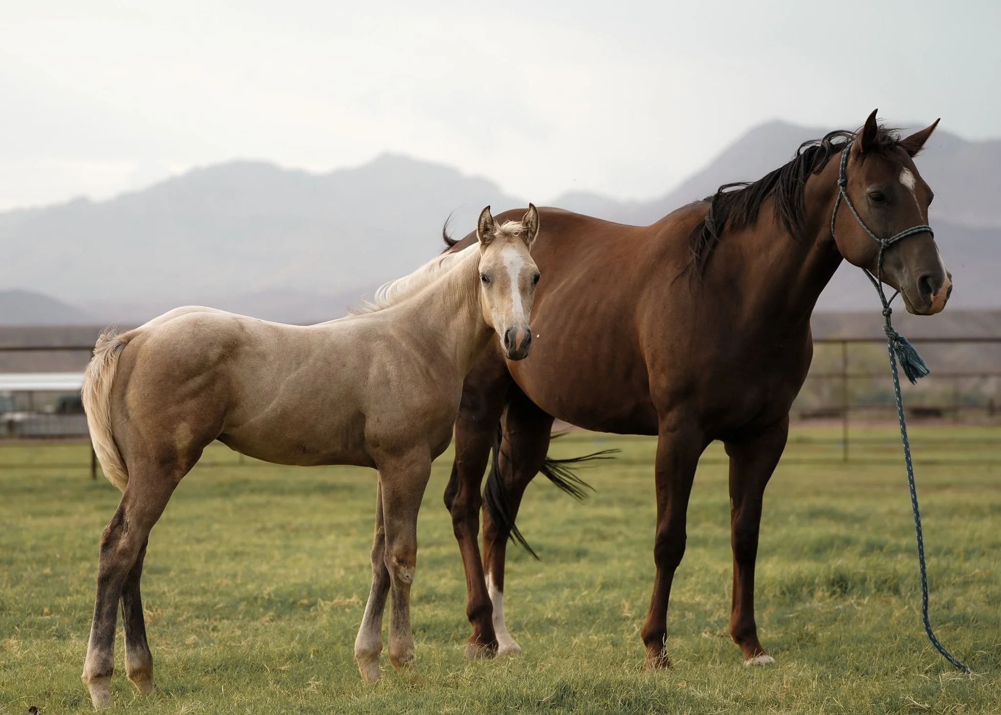 A Y Ranch horse broodmare and foal