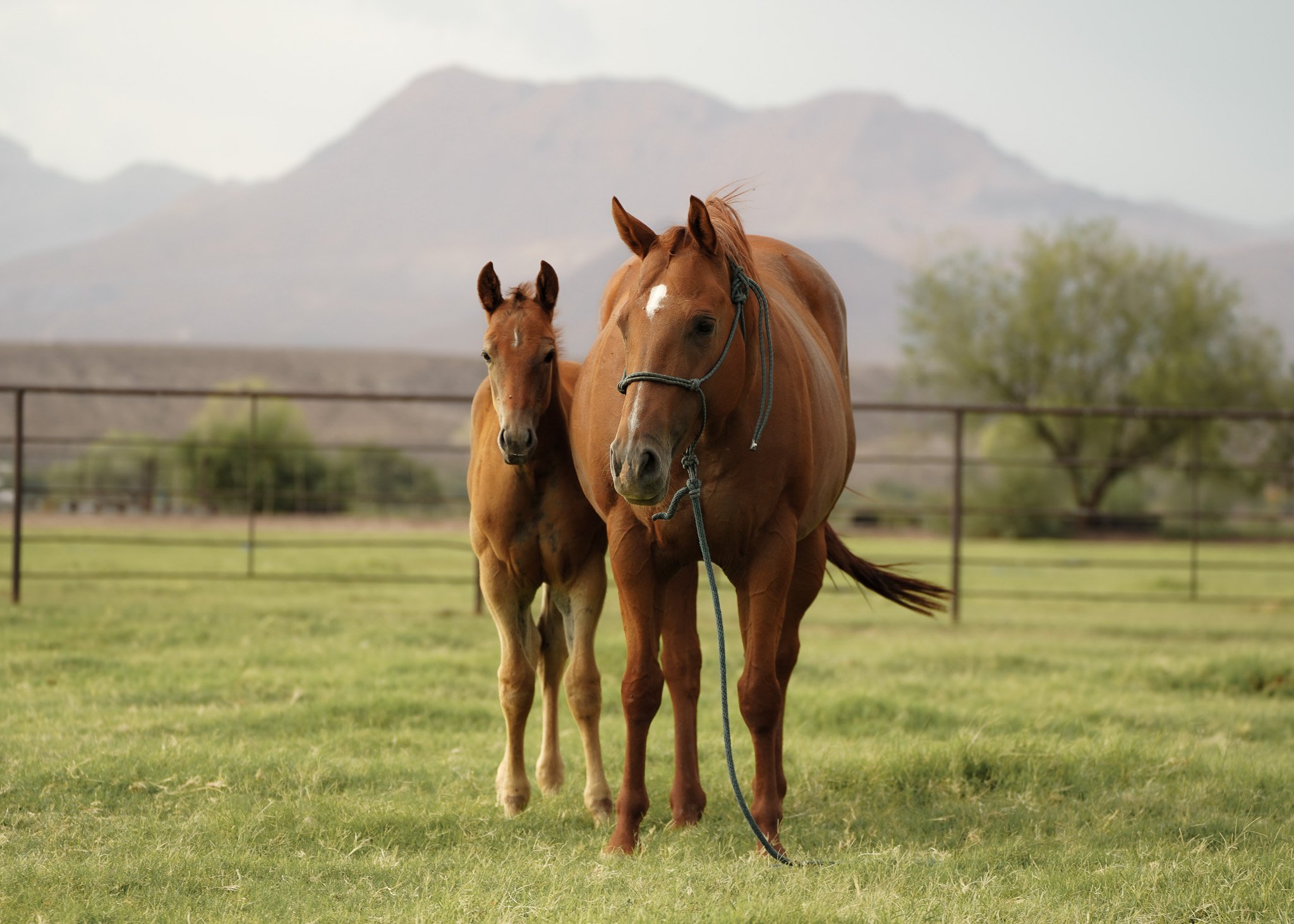 Sorrel quarter horse mare and foal in a green pasture