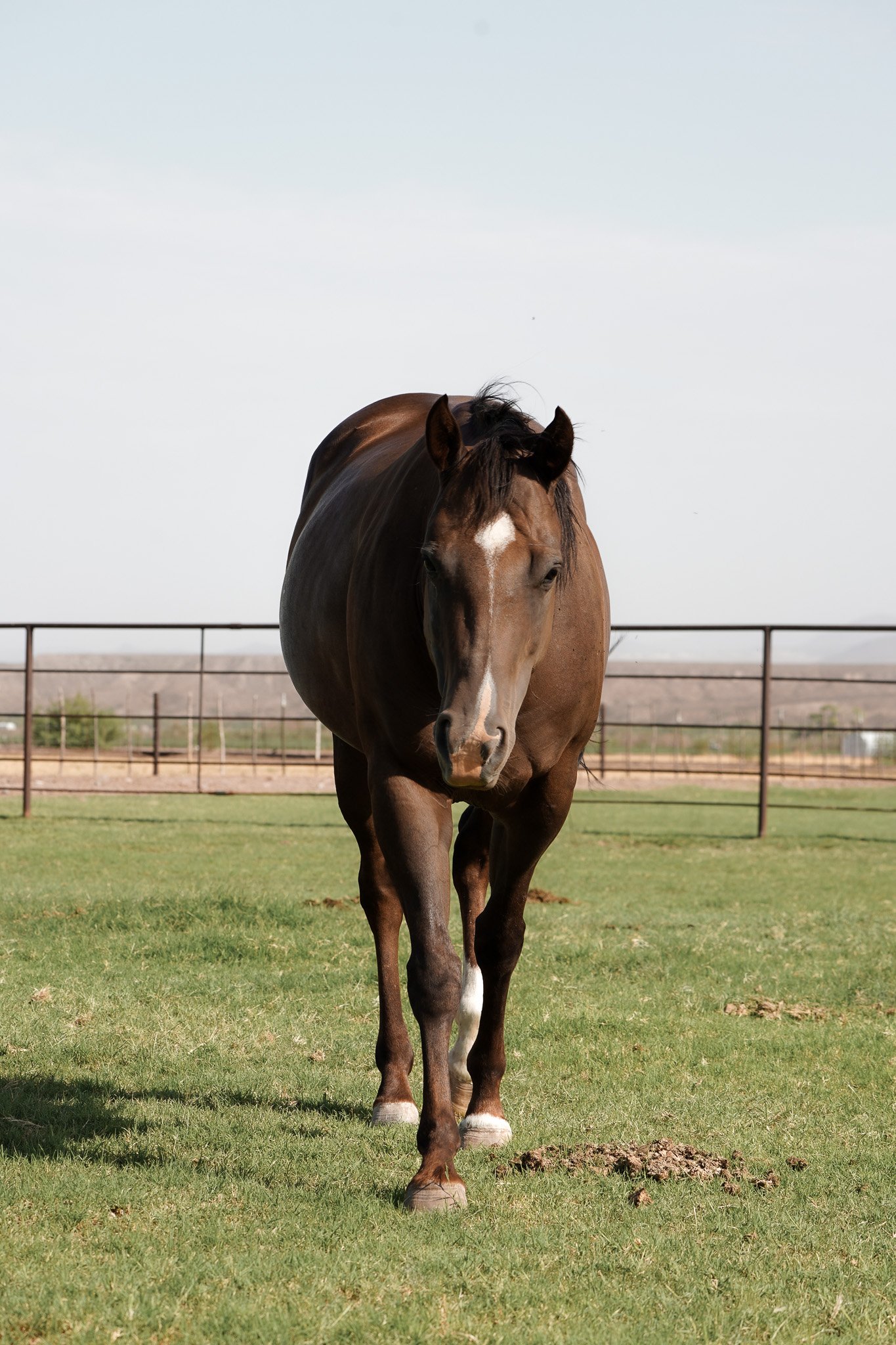 A Y Ranch horse broodmare