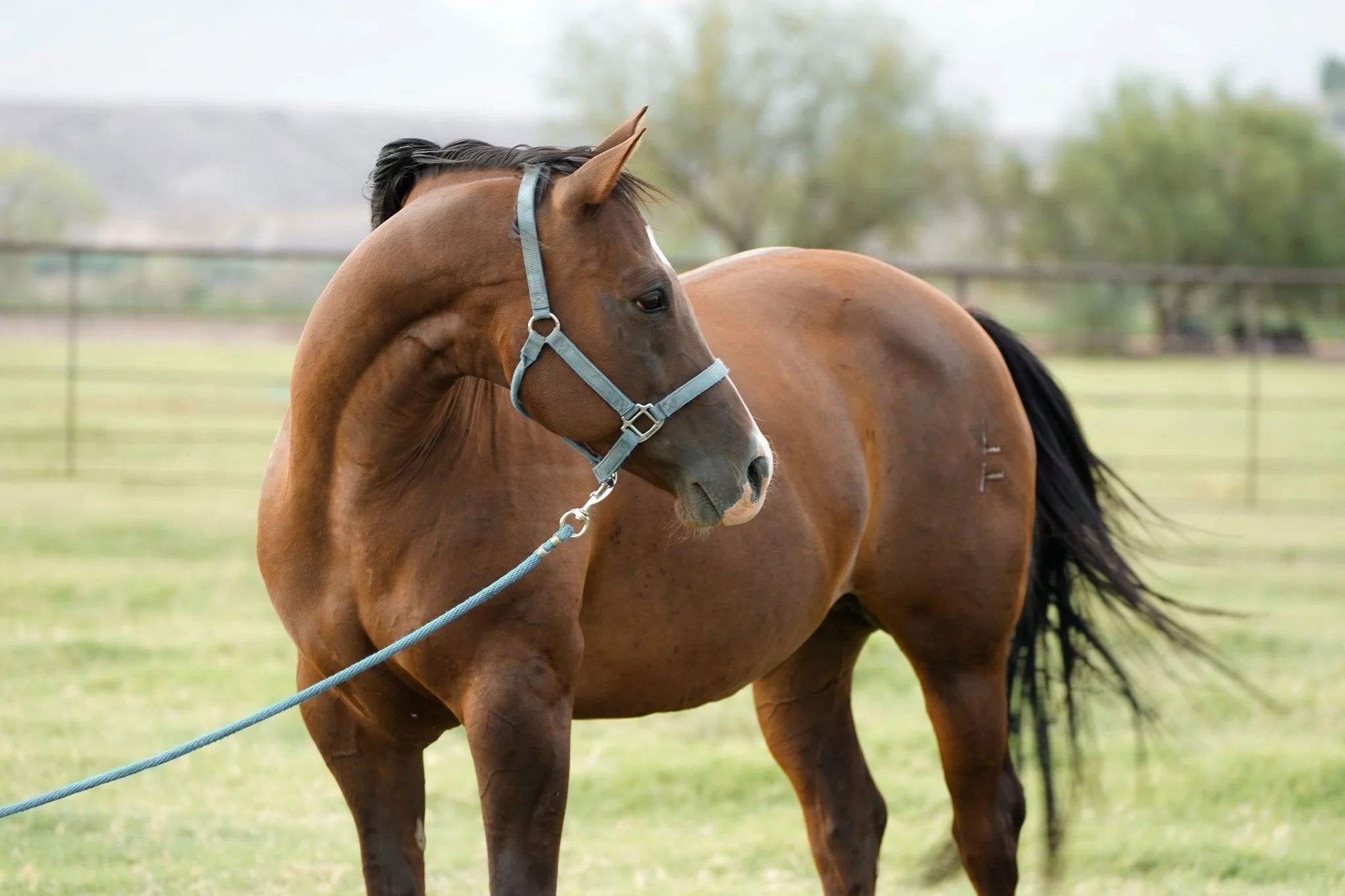 A Y Ranch horses broodmare