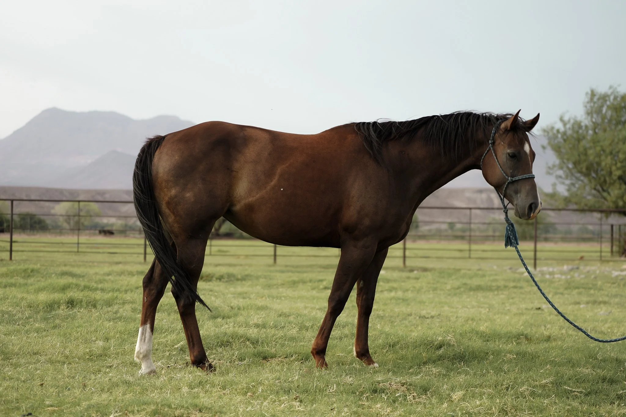 A Y Ranch horse broodmare