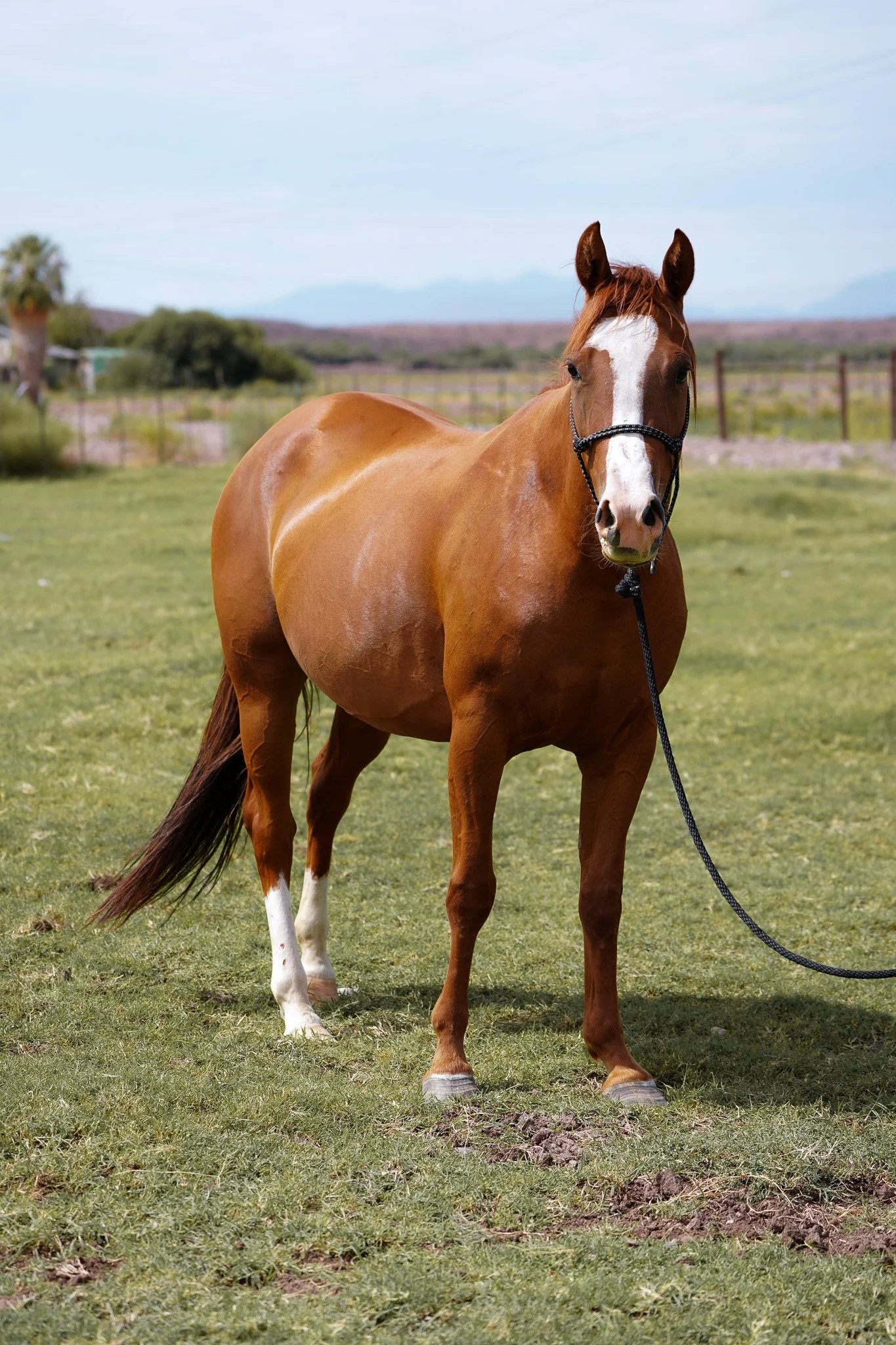 A Y Ranch Horses Broodmare