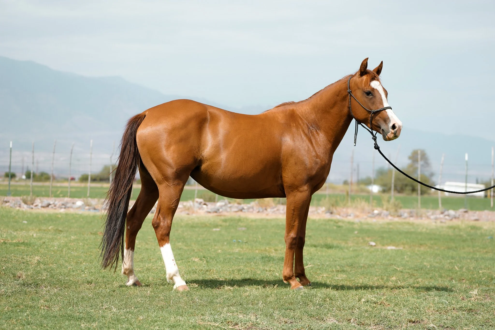 A Y Ranch Horses broodmare profile