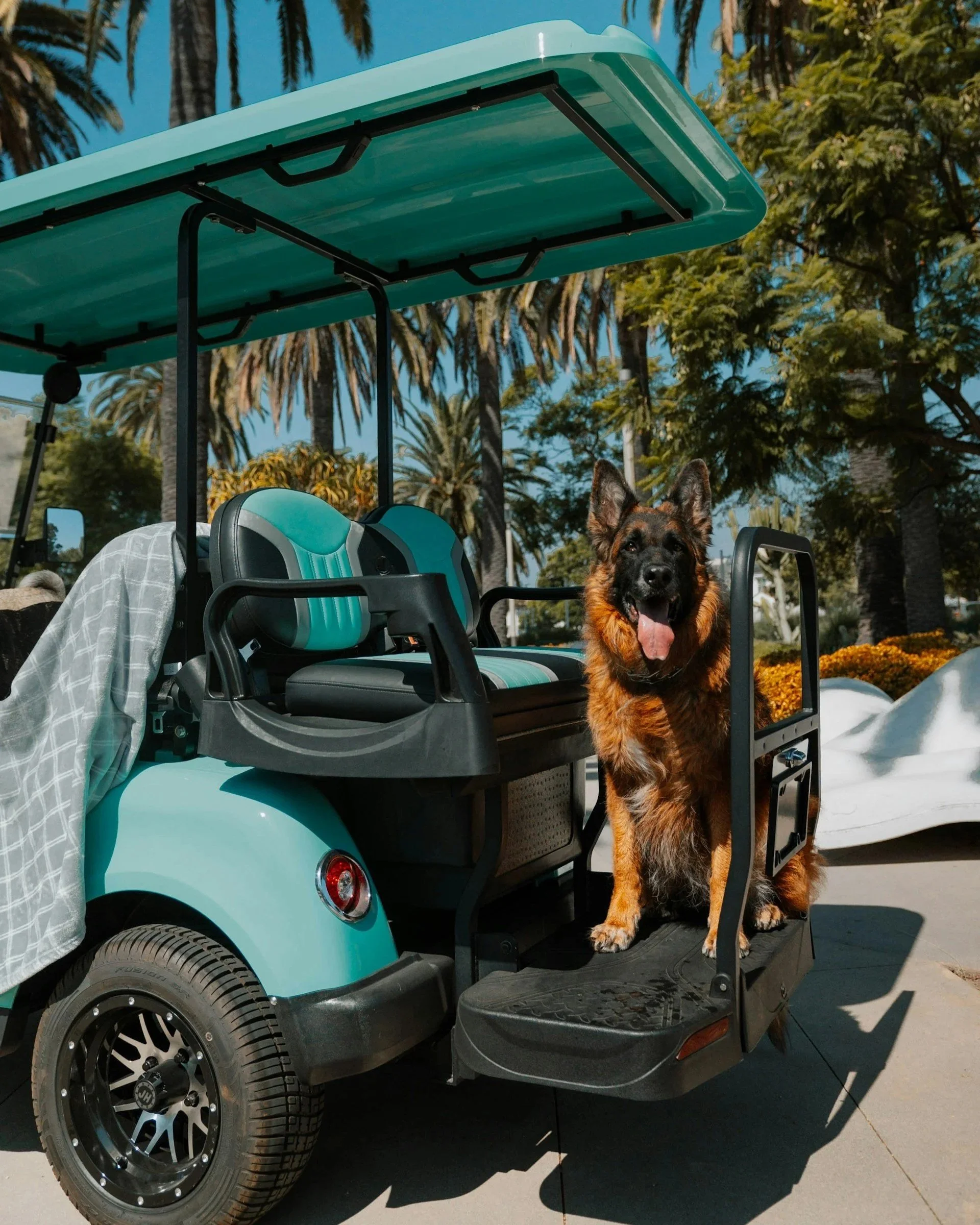 dog+in+cart.jpg