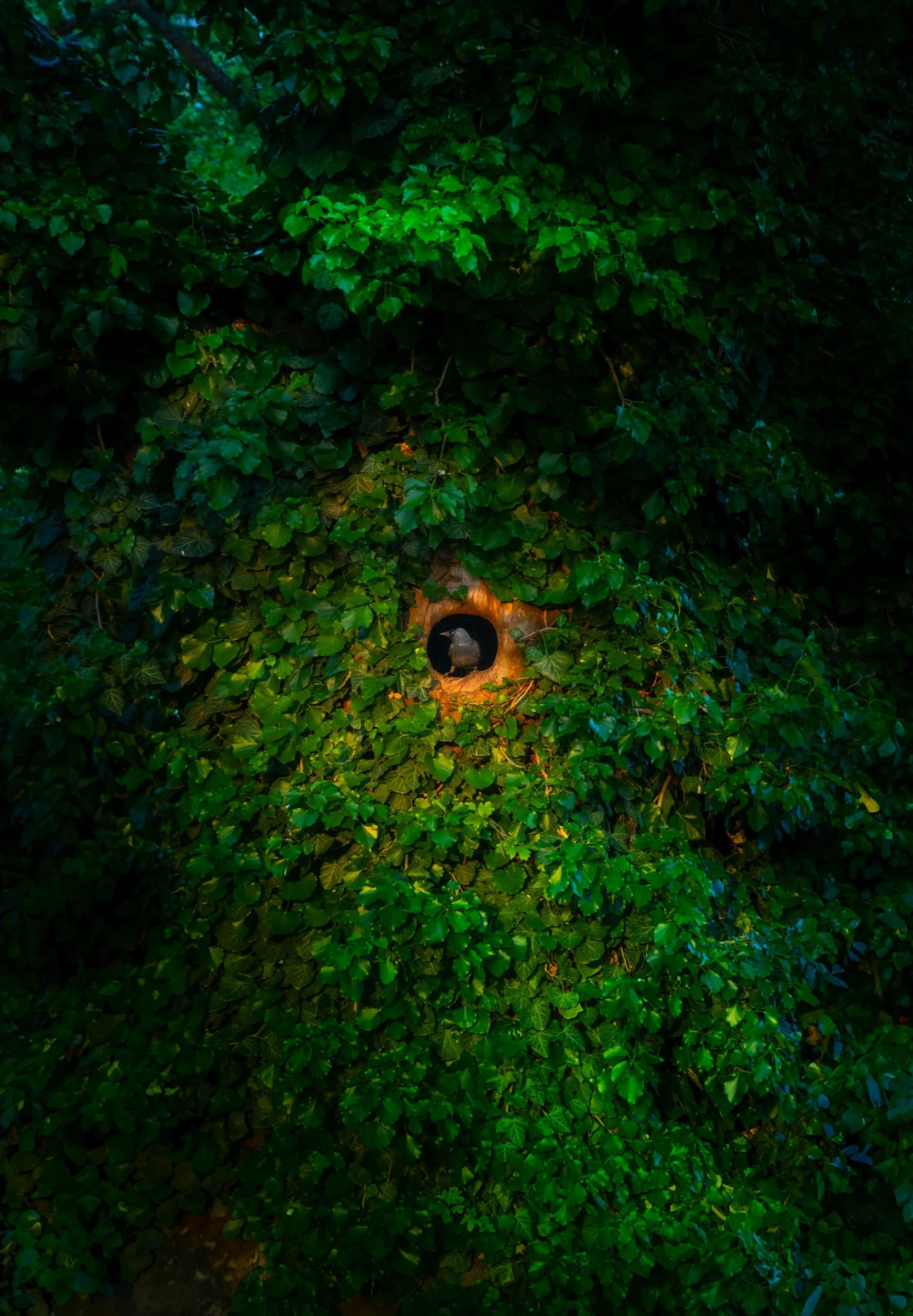 bird hole.jpg