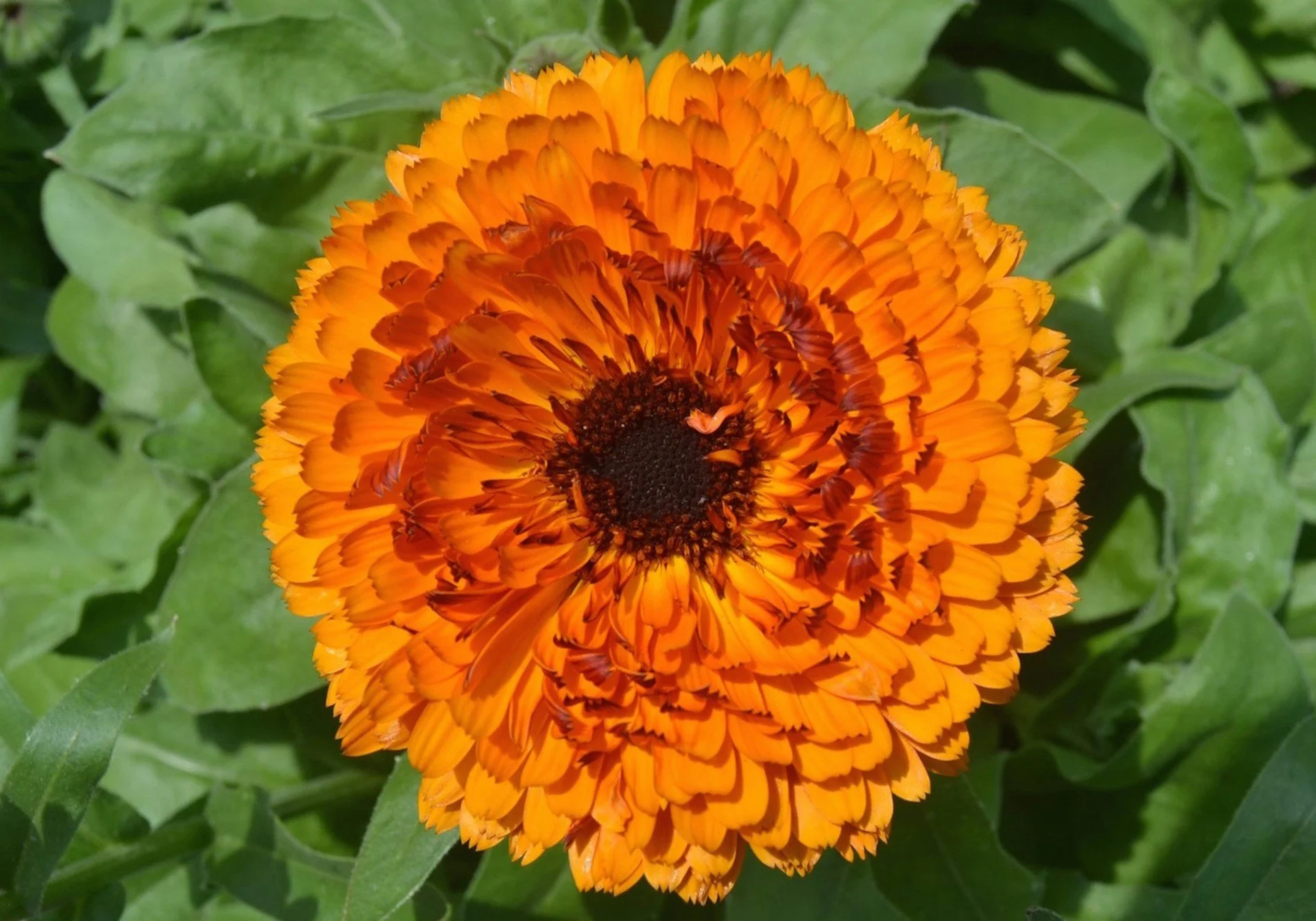 flower orange circle.jpeg