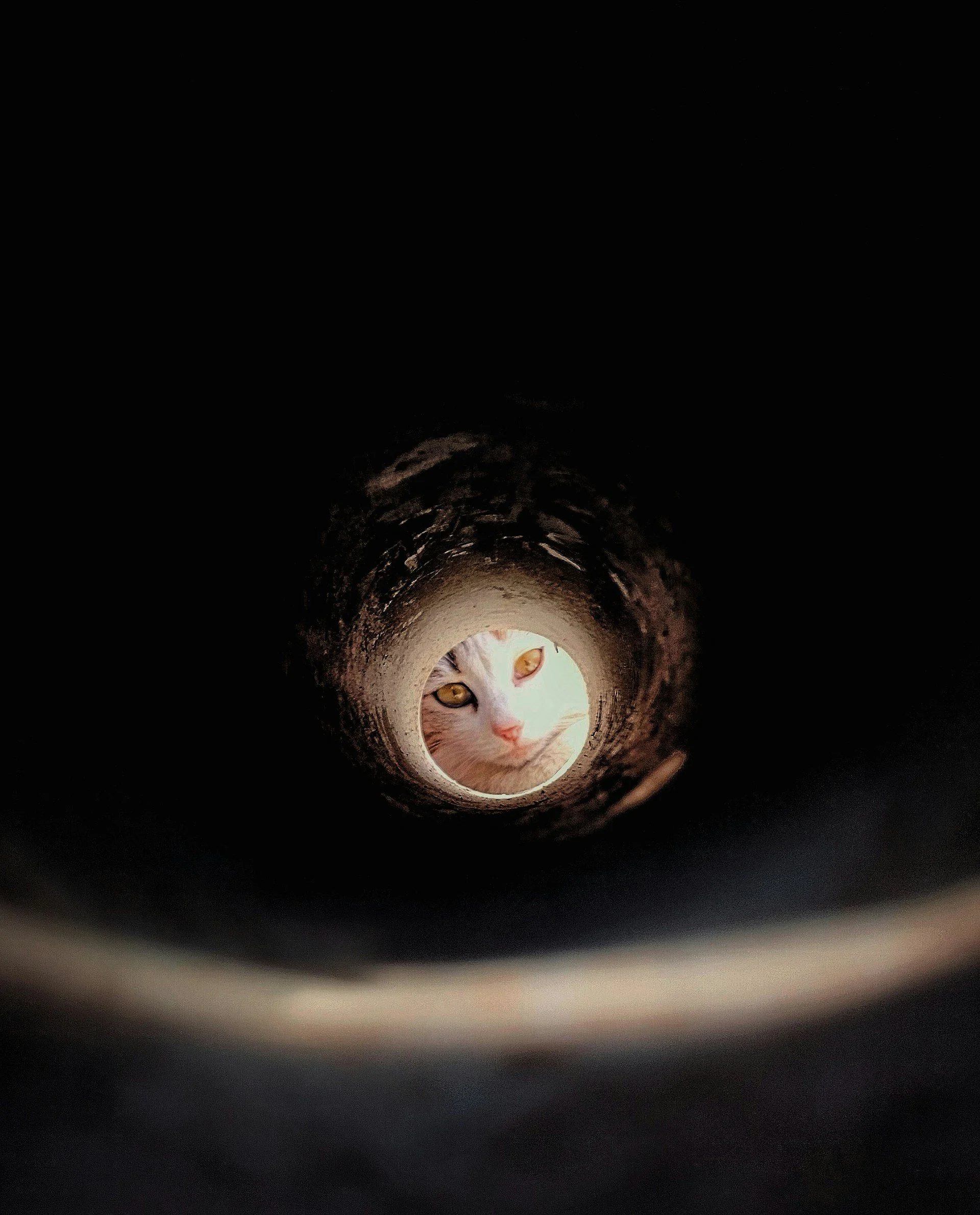 cat hole.jpg