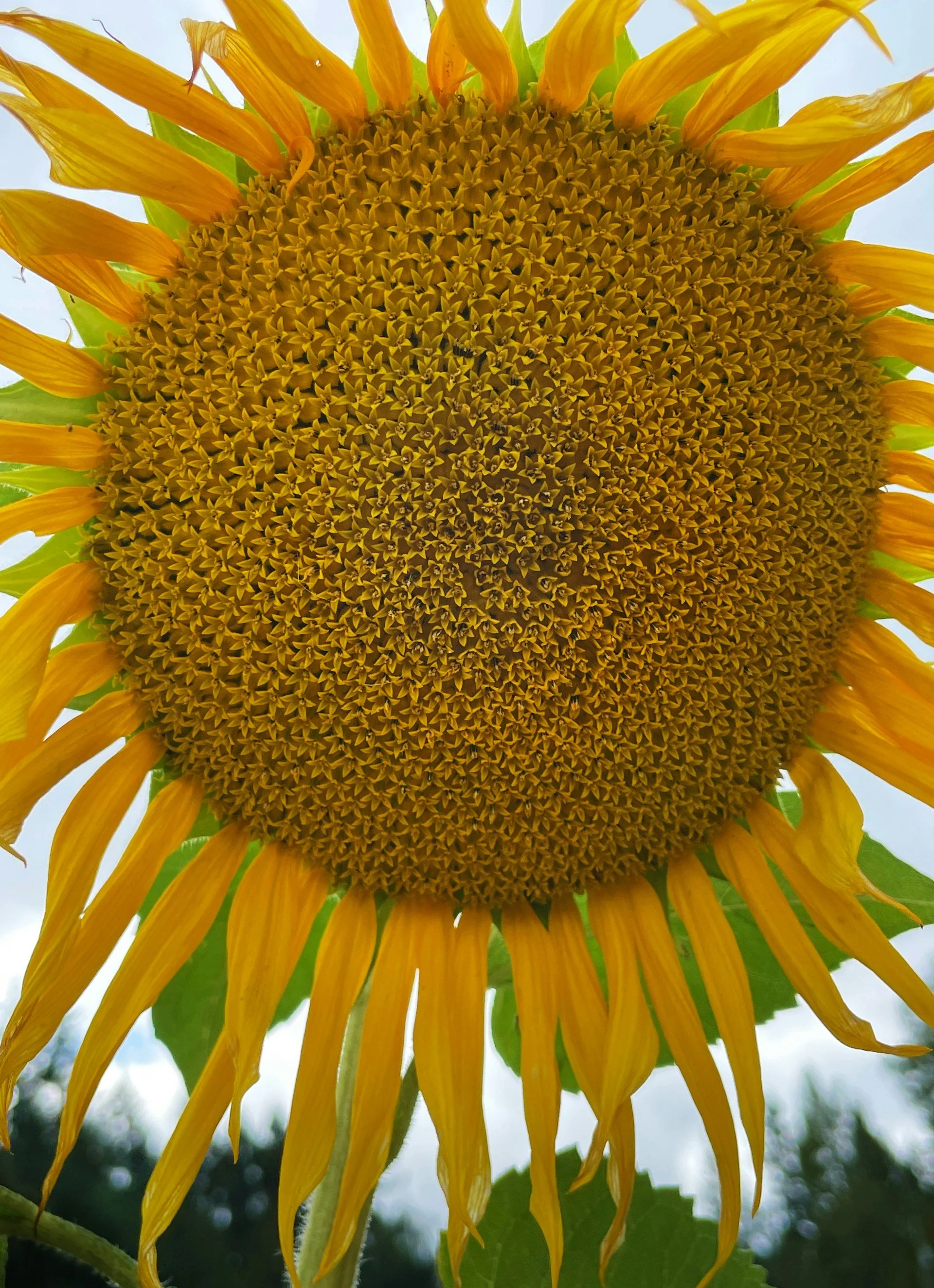 sunflower circle.jpeg