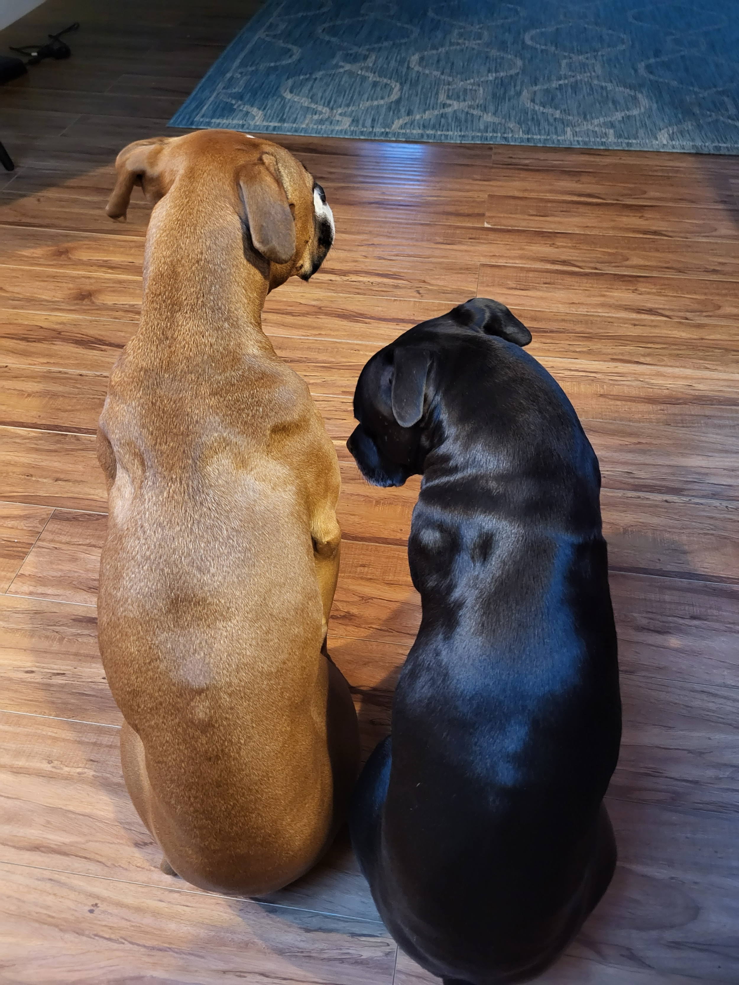 Two dogs, one brown and one black, sitting on a wooden floor and facing away from the camera.