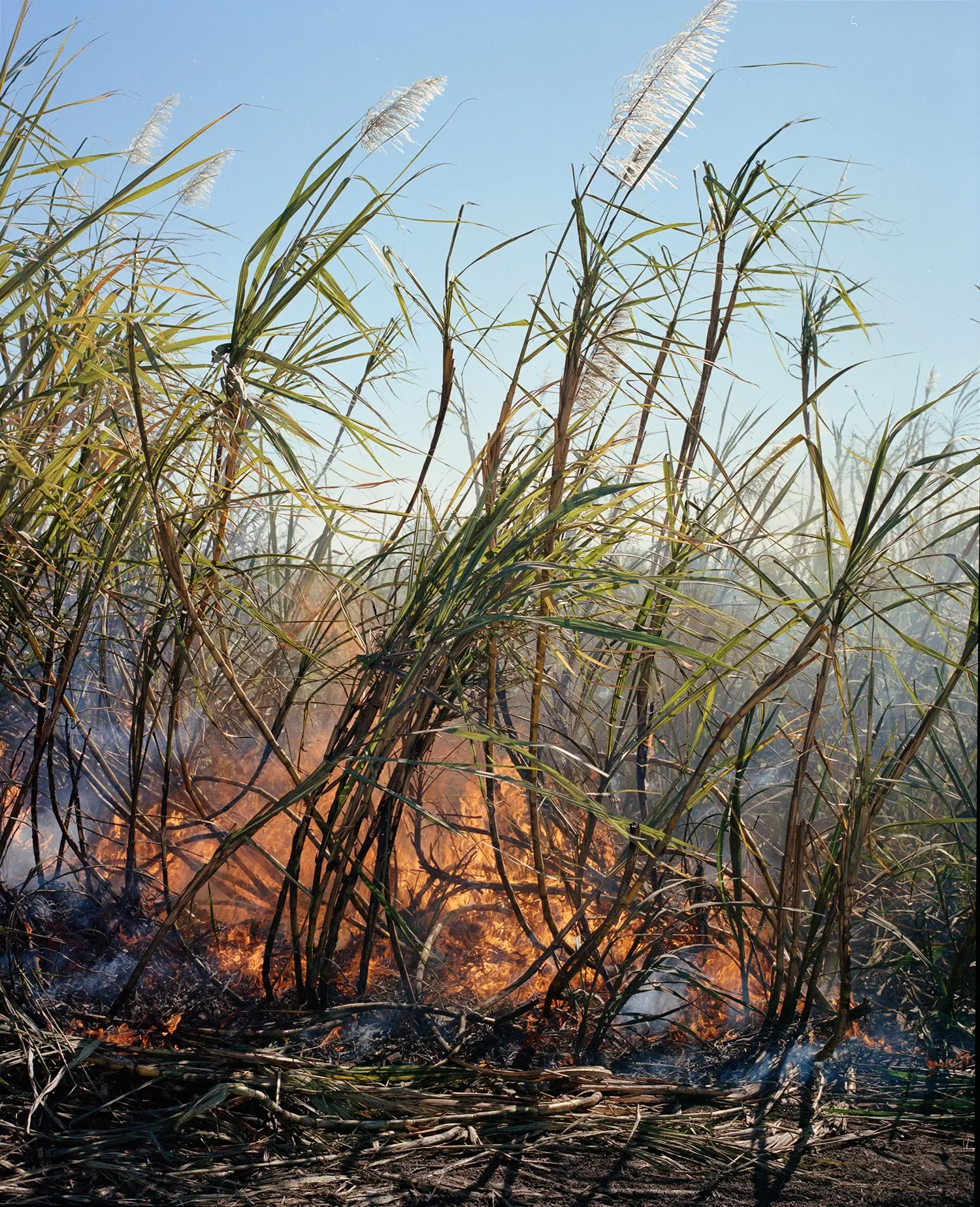 A sugarcane fire during harvest in Belle Glade.