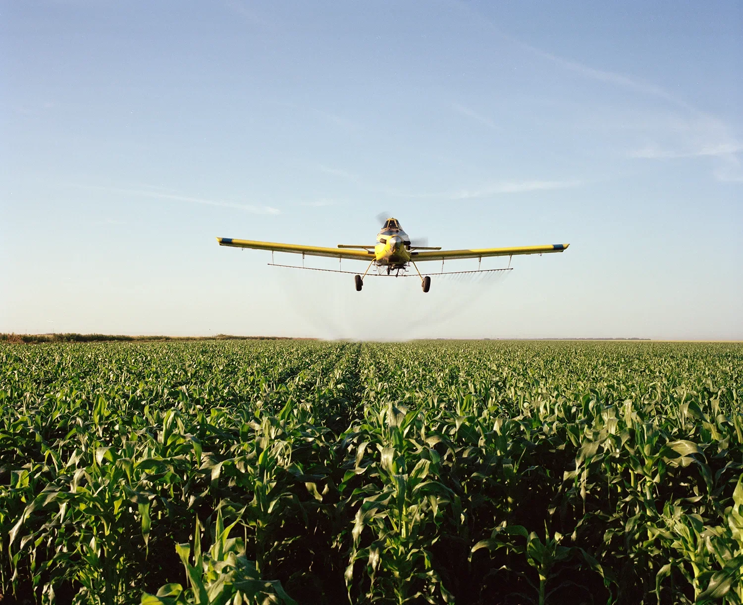 A crop duster sprays pesticides over corn fields.
