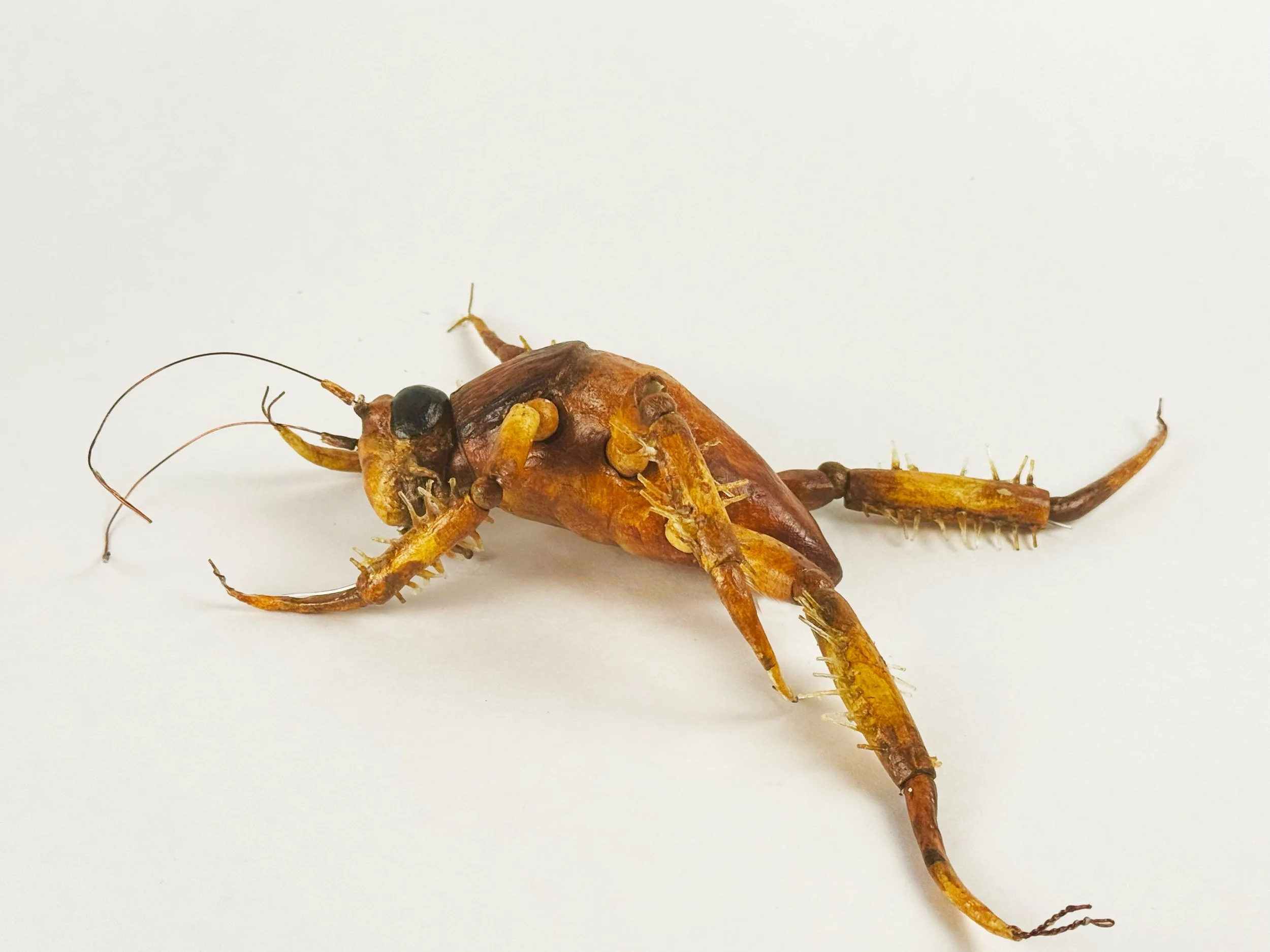 Roach4.jpg