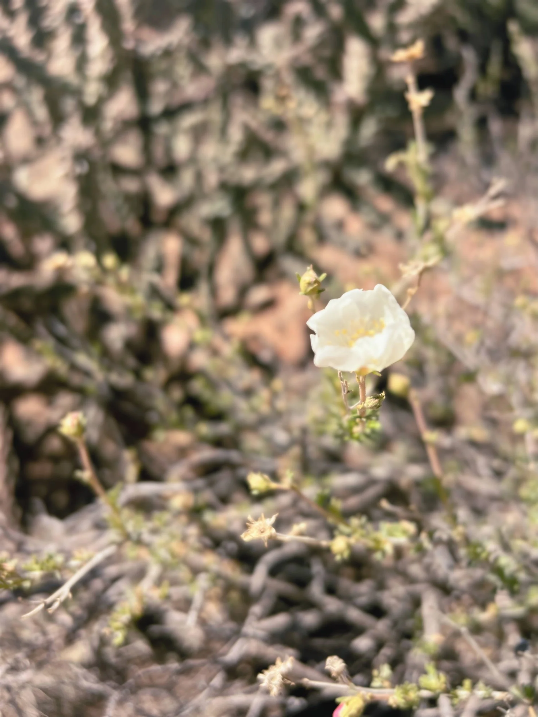 Close-up of a small white flower on a thin stem with tiny green buds, blurred background of dried branches and leaves.