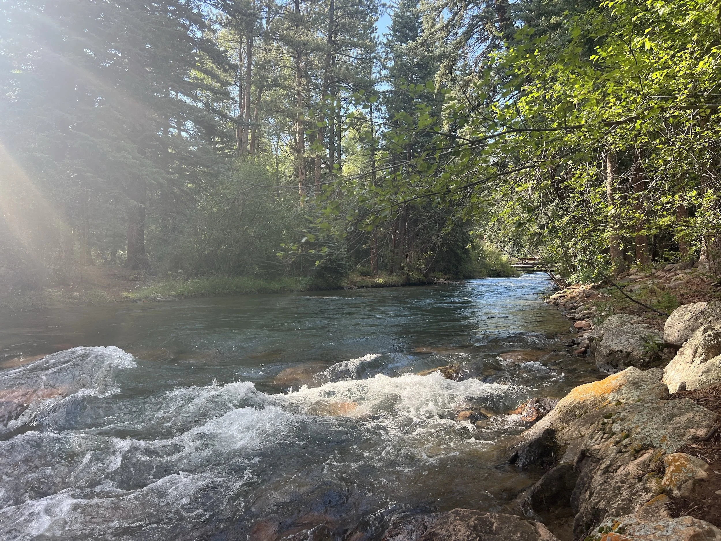A flowing river surrounded by dense green trees in a forest in Colorado, with sunlight streaming through the branches.