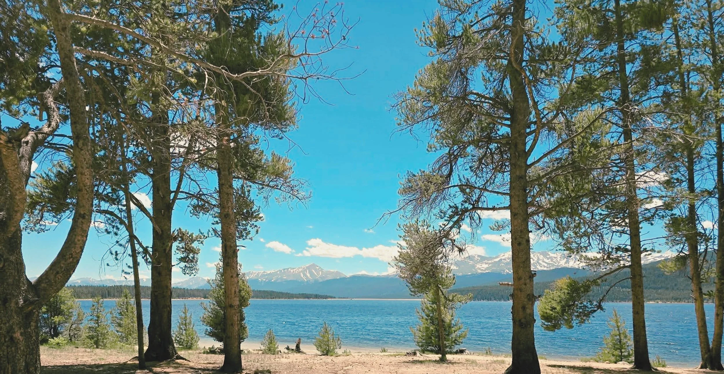Trees overlooking a lake in Colorado with snow-capped mountains in the distance under a clear blue sky.