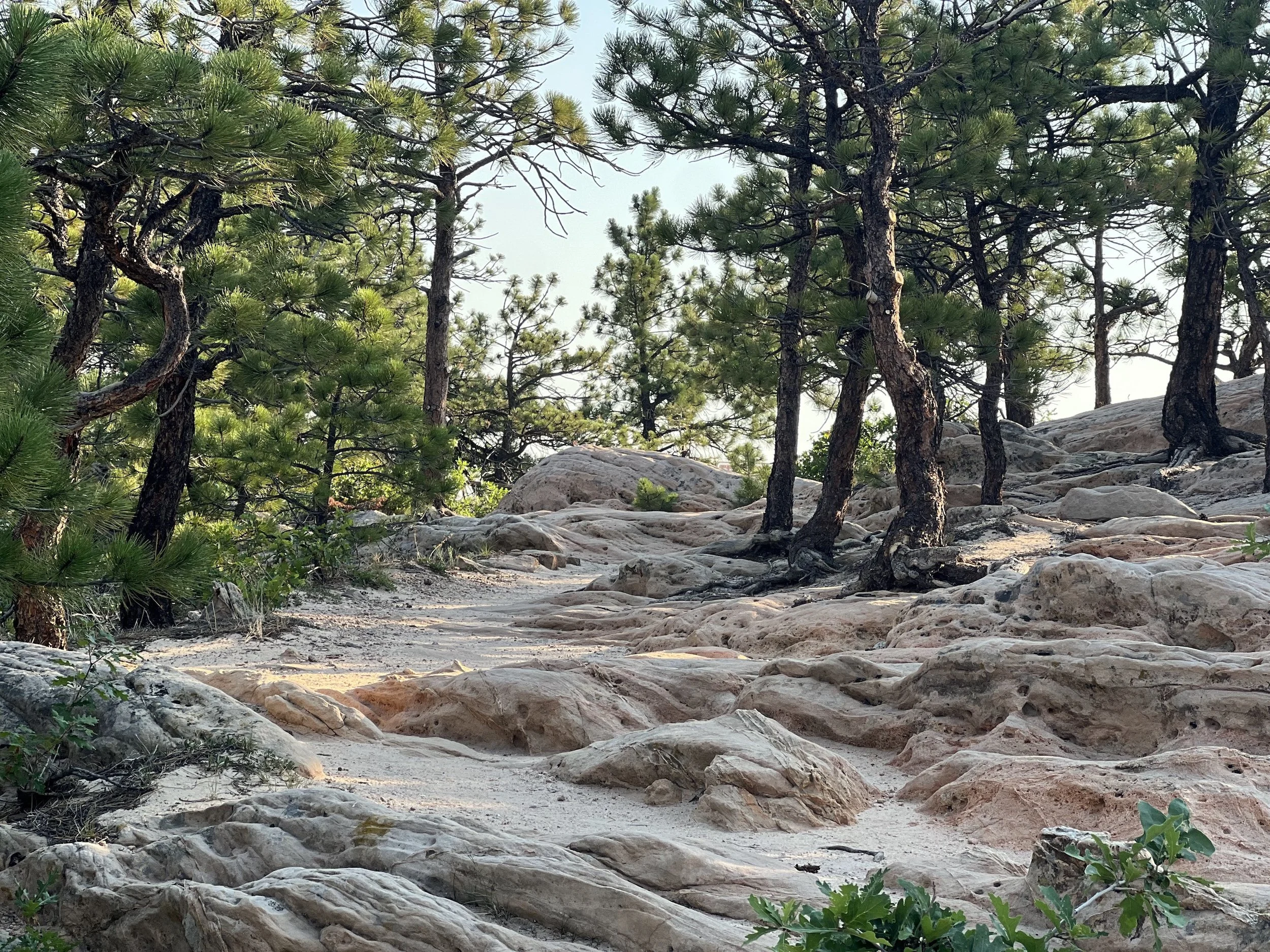 A forest landscape with rocks and tall pine trees, sunlight filtering through the branches.